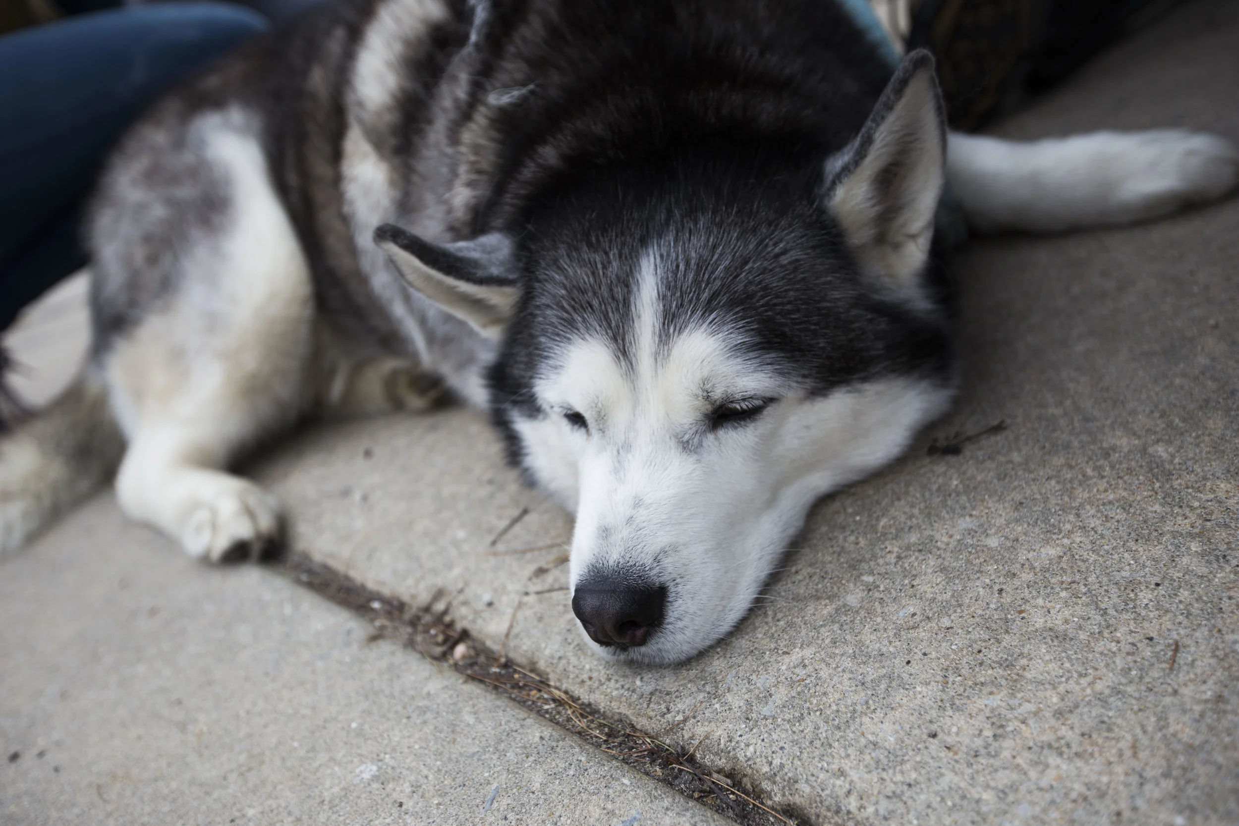 dog 9.jpg