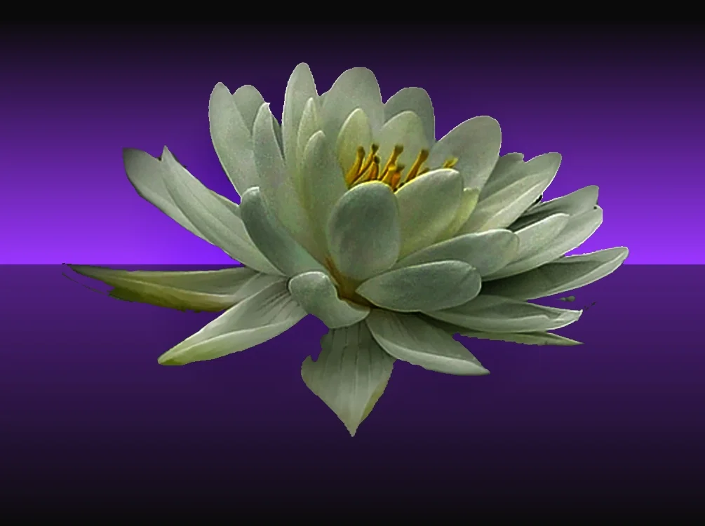 Waterlily.JPG