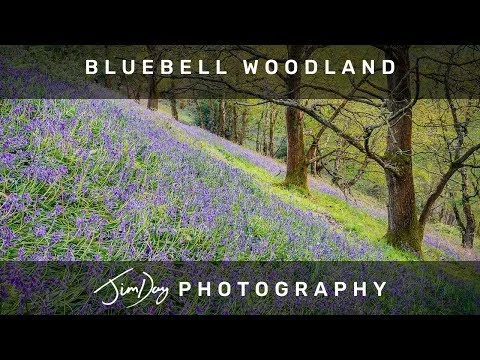 Bluebell Woodland Photography on the Malvern Hills
