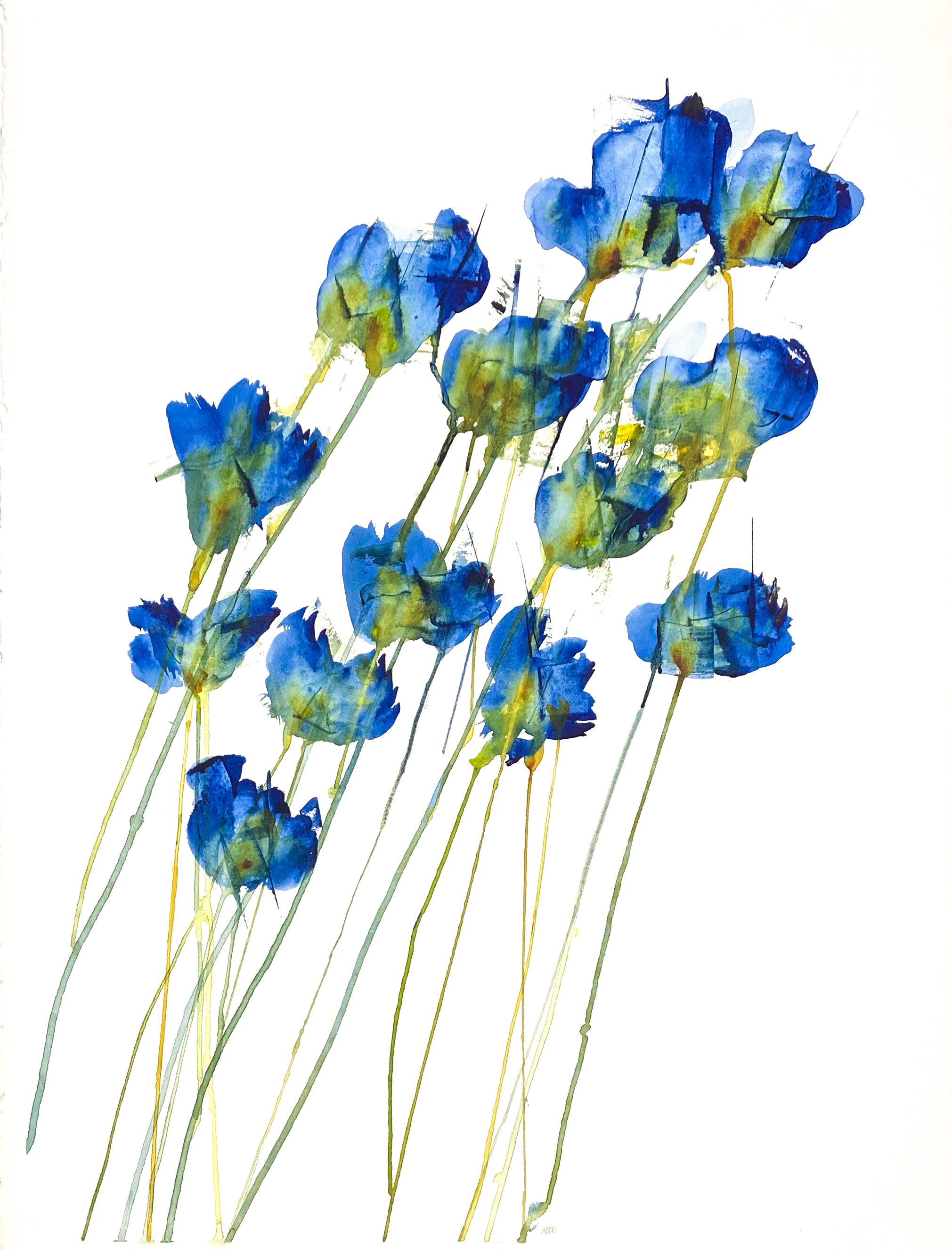 DANCING PRIMROSE