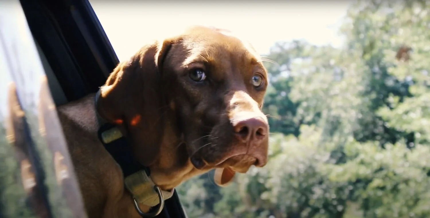 doolittles pet supplies