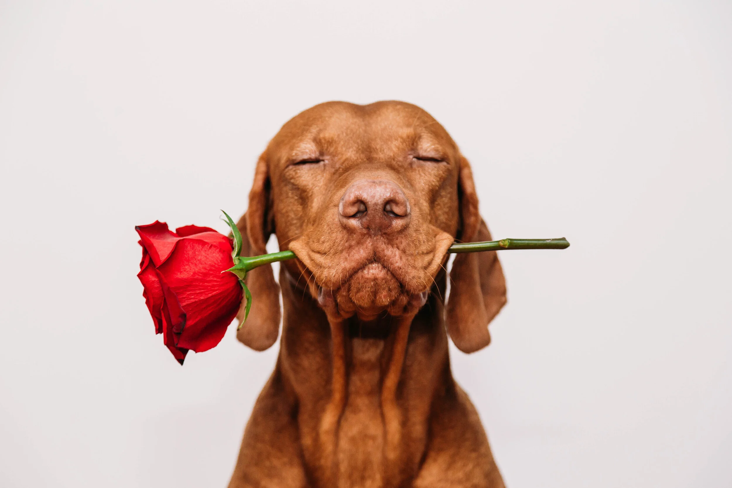 Love Stinks