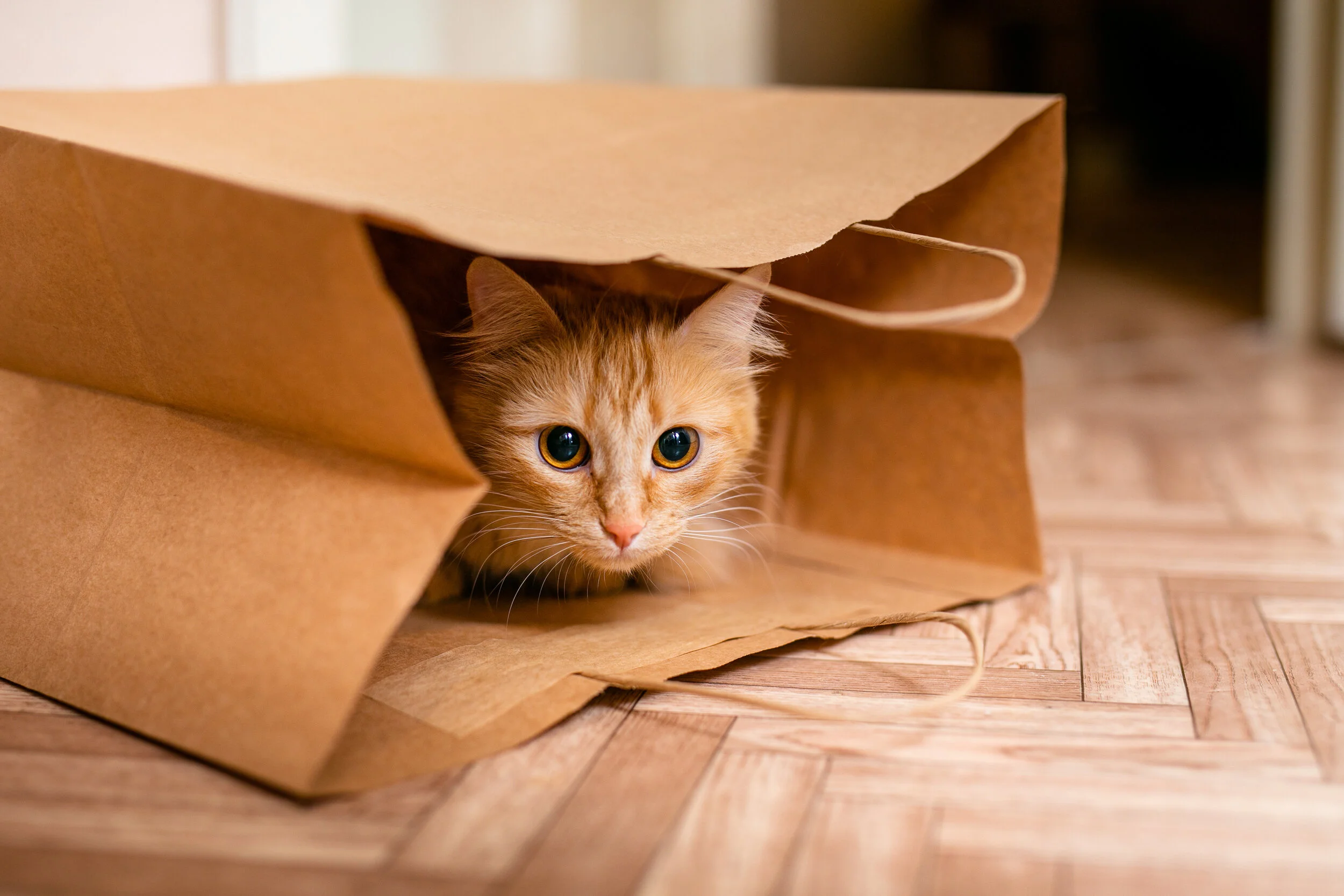 A Cat’s 9 Loves