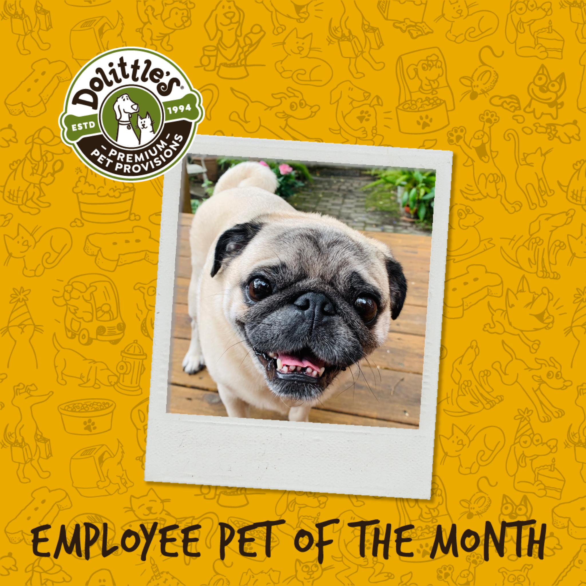 November Spotlight: Ollie