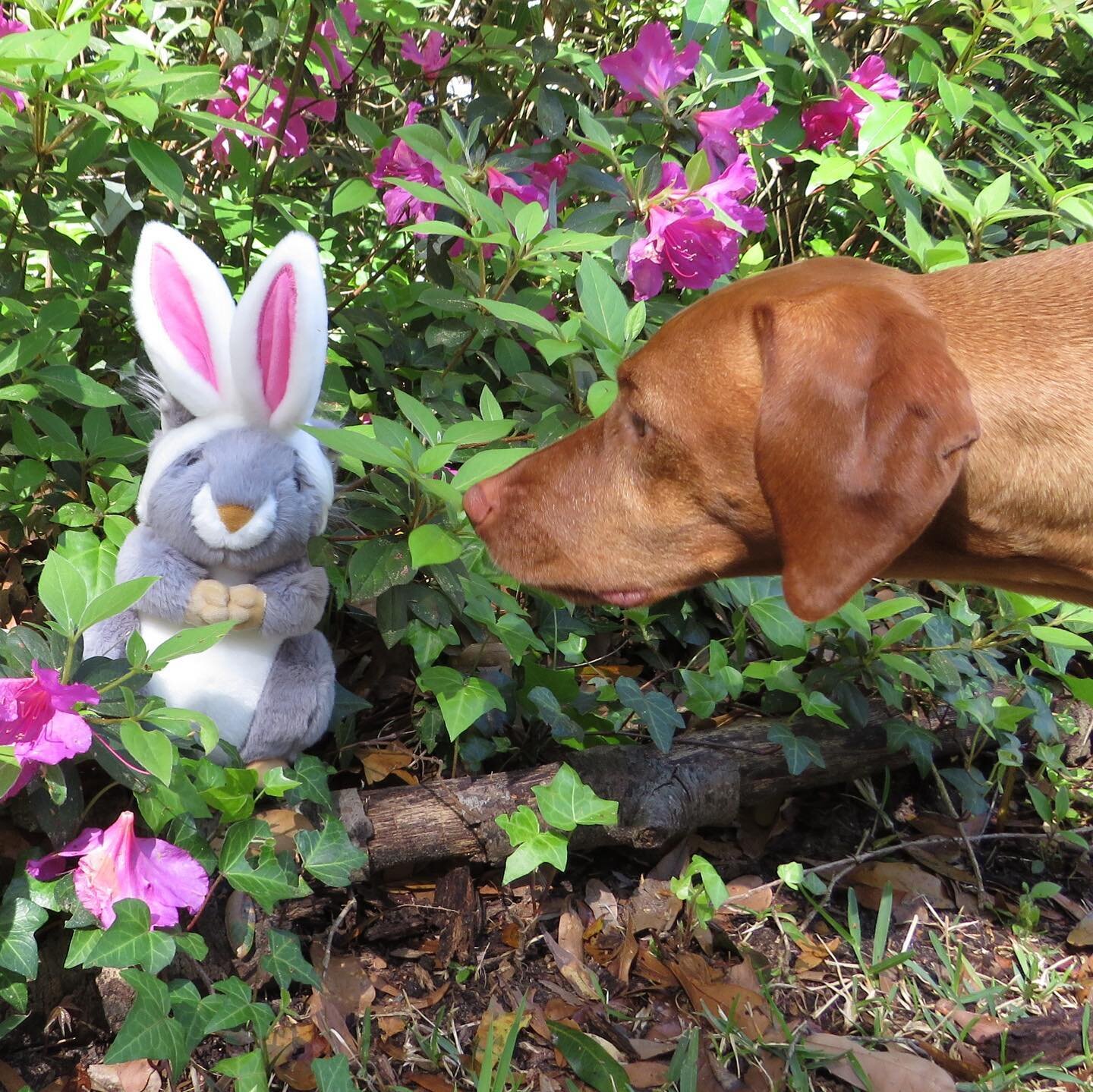 Johnathan the Easter Squirrel will soon be here. Is your pup ready?