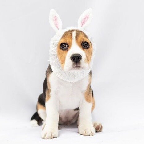 Are you as ready for Easter as Olive? Dolittle&rsquo;s is ready for your last minute basket needs. Including the best knitted bunny ears around!
.
.
@chucktownhound @zoosnoods #easterbeagle #puppysfirsteaster #puppy #beaglepuppy #chstoday #southwinde