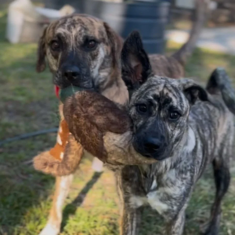 There&rsquo;s still time to give a fluff! Post your pup playing with their favorite Fluff and Tuff toy along with #igiveafluff and a dog in need will receive a toy. 😁