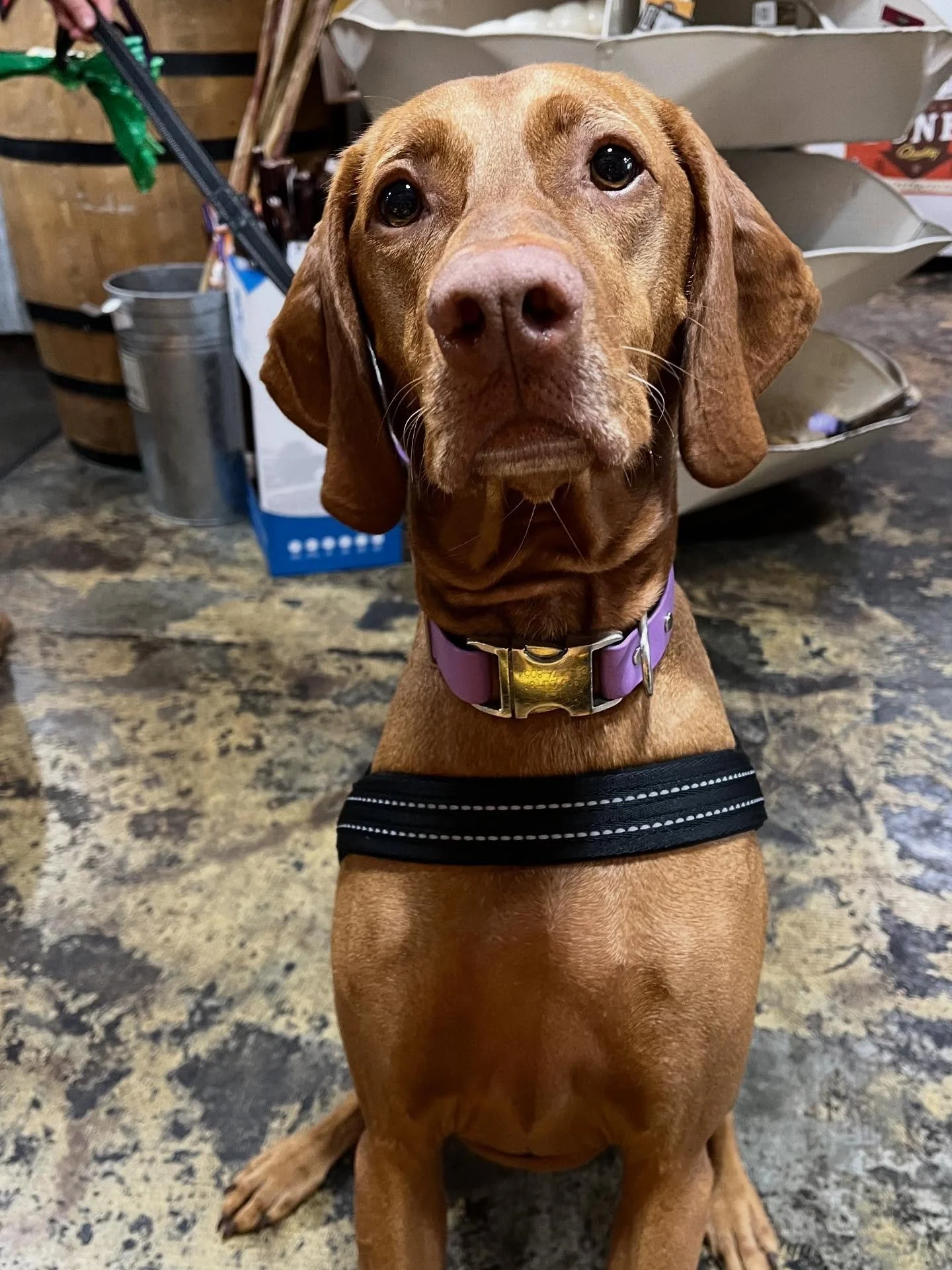 The word is out: all Vizslas must shop Dolittle&rsquo;s. Here&rsquo;s Lexi getting a new harness on life. Plus, treats, food, photos and adoration. What could be better? #reddog #velcrodog #vizsla #charlestonsc #chstoday