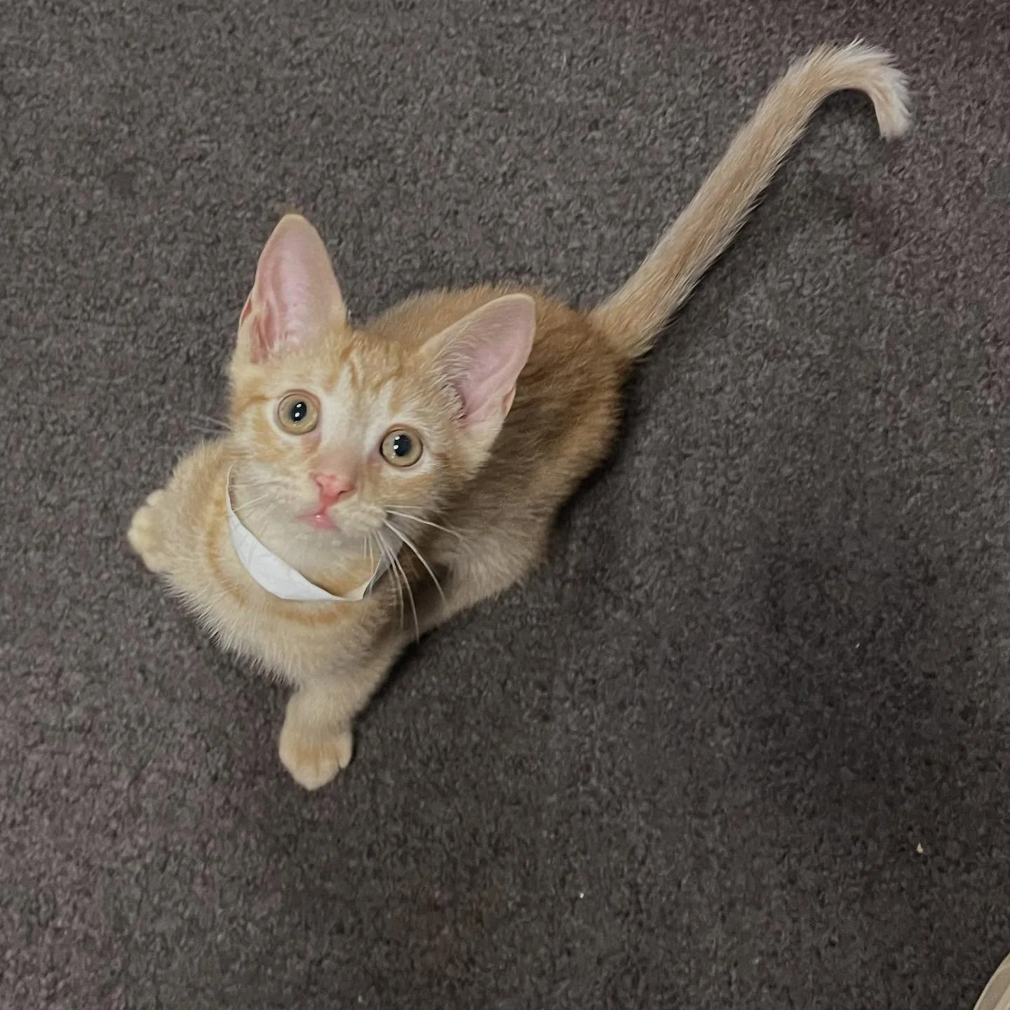 New kitty in the house!  This fella is prepped and ready for his full time home. Come adopt him at our @southwindermerecenter location.