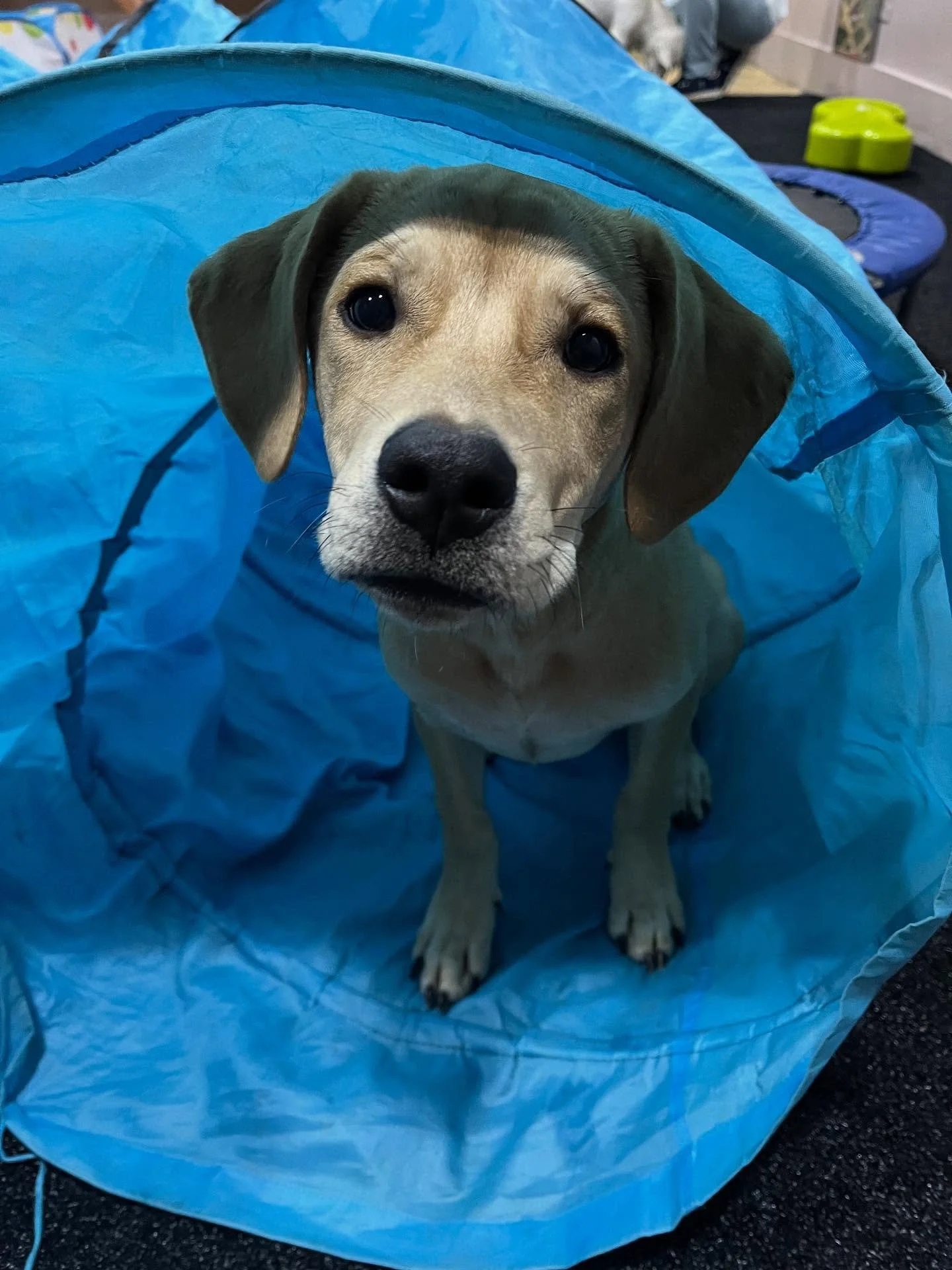 Today was BIG tunnel day for Charlie and Eighty. They had as much as they could handle of the little tunnel so we broke out the 30 footer! A fun time was had by all.