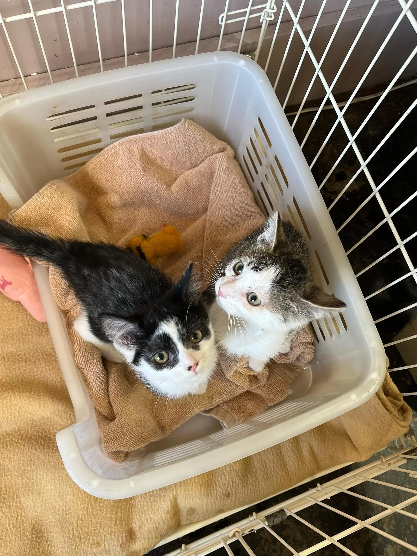 These little kittens are ready to give that ol&rsquo; elf a run for his money. Holiday mischief just got real. Have room in your life for a cat (or two) then come adopt at Dolittle&rsquo;s in South Windermere Center.