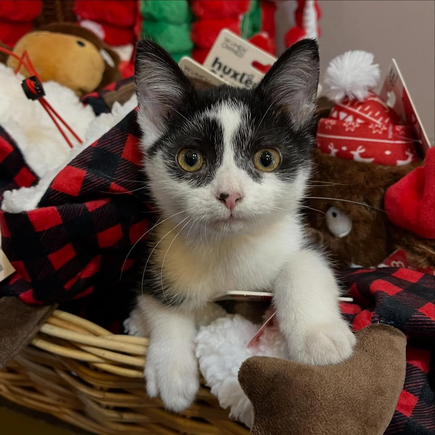 We&rsquo;re happy to say this sweet thing has a home for the holidays. #adoptdontshop❤️