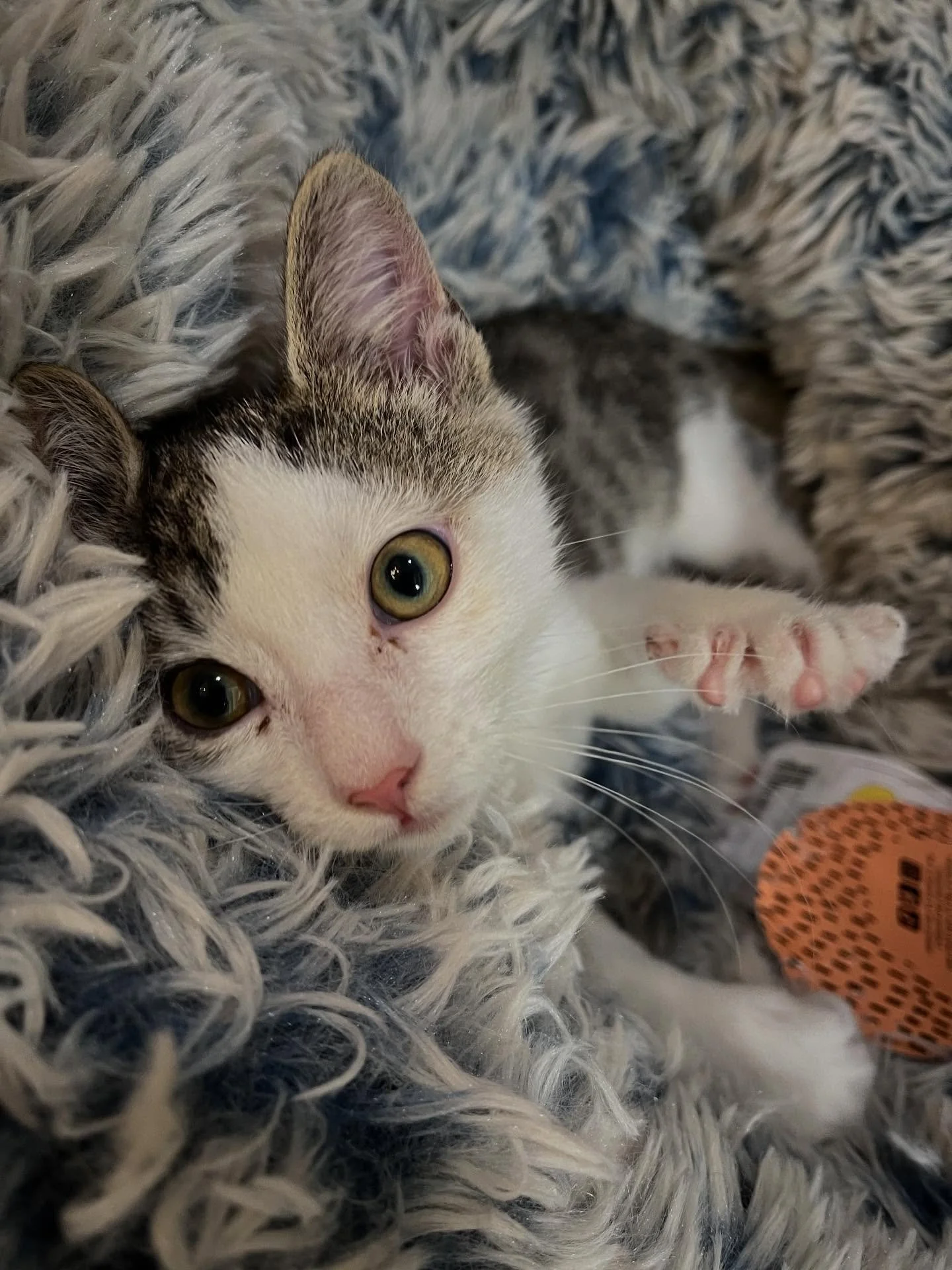 Time to make the biscuits. This handsome fella is waiting for his new home. Come adopt him and have all the fun on Thanksgiving!