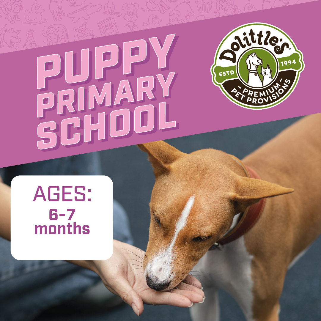 dolittles_puppy.primary.school_1080x1080.png
