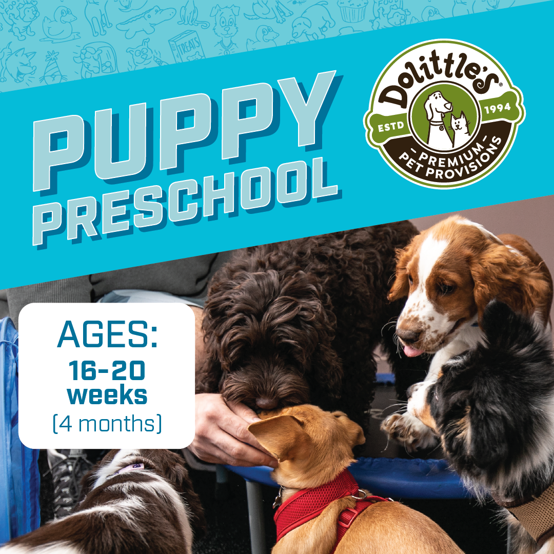 dolittles_puppy.preschool_1080x1080.png