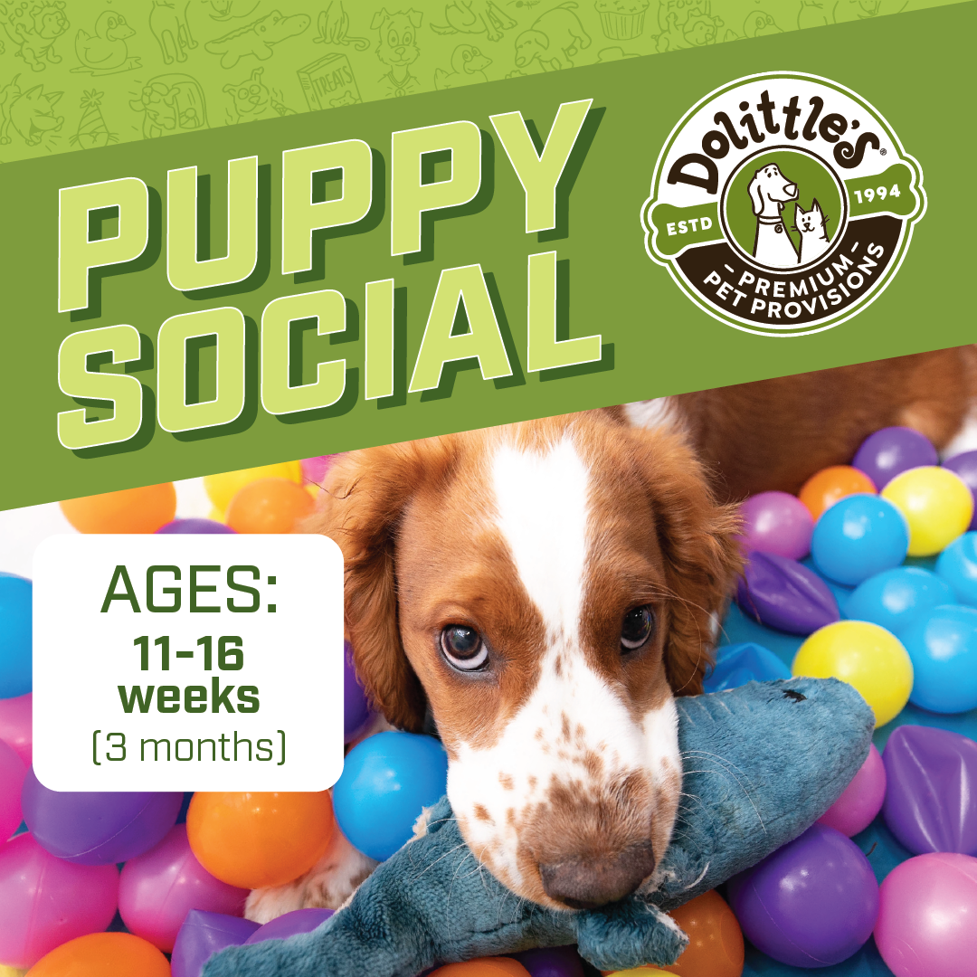 dolittles_puppy.social_1080x1080.png