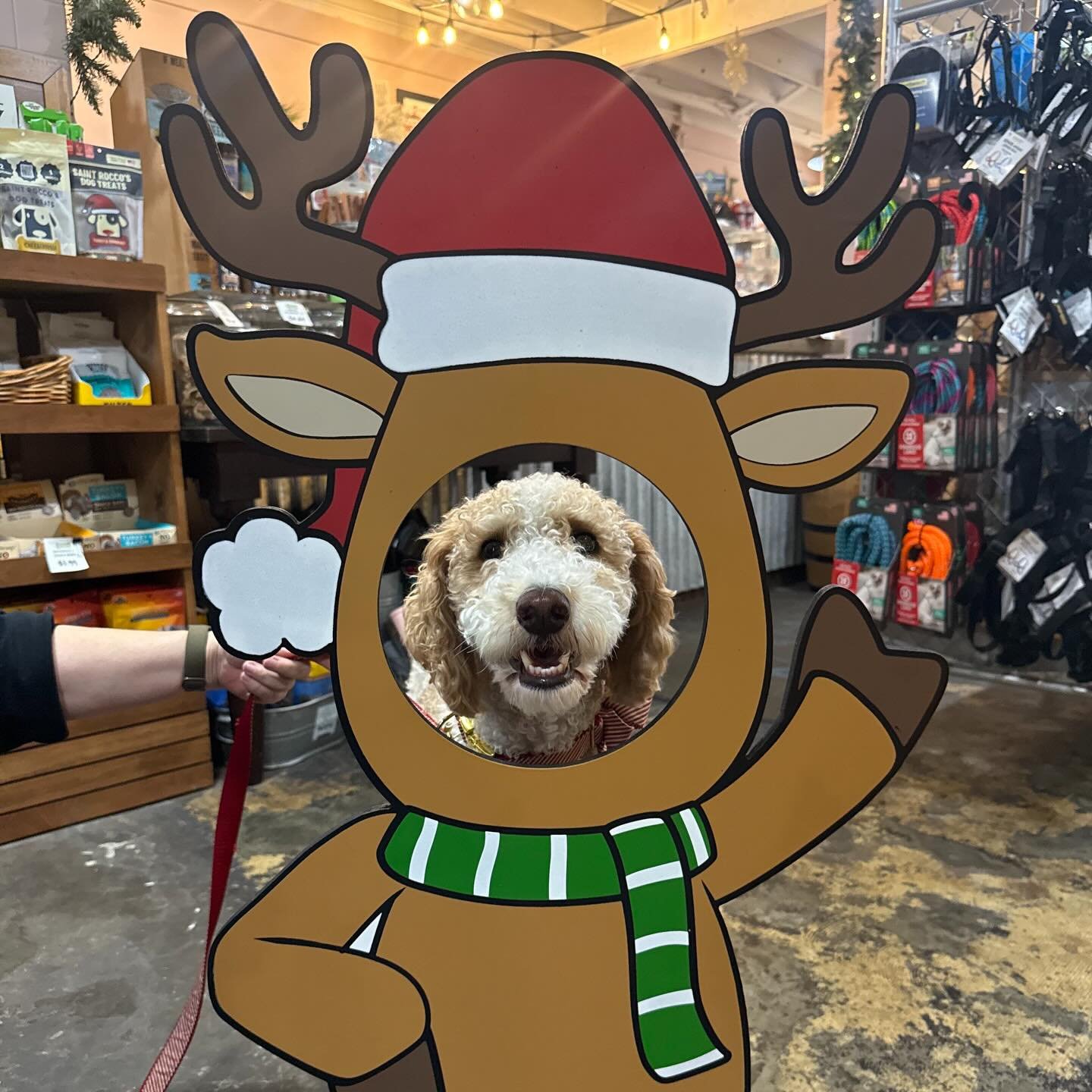 Sometimes we try goofy stuff. Benny gets us. Swing by our Charleston store and see if your puppy will be goofy. 🦌🦌