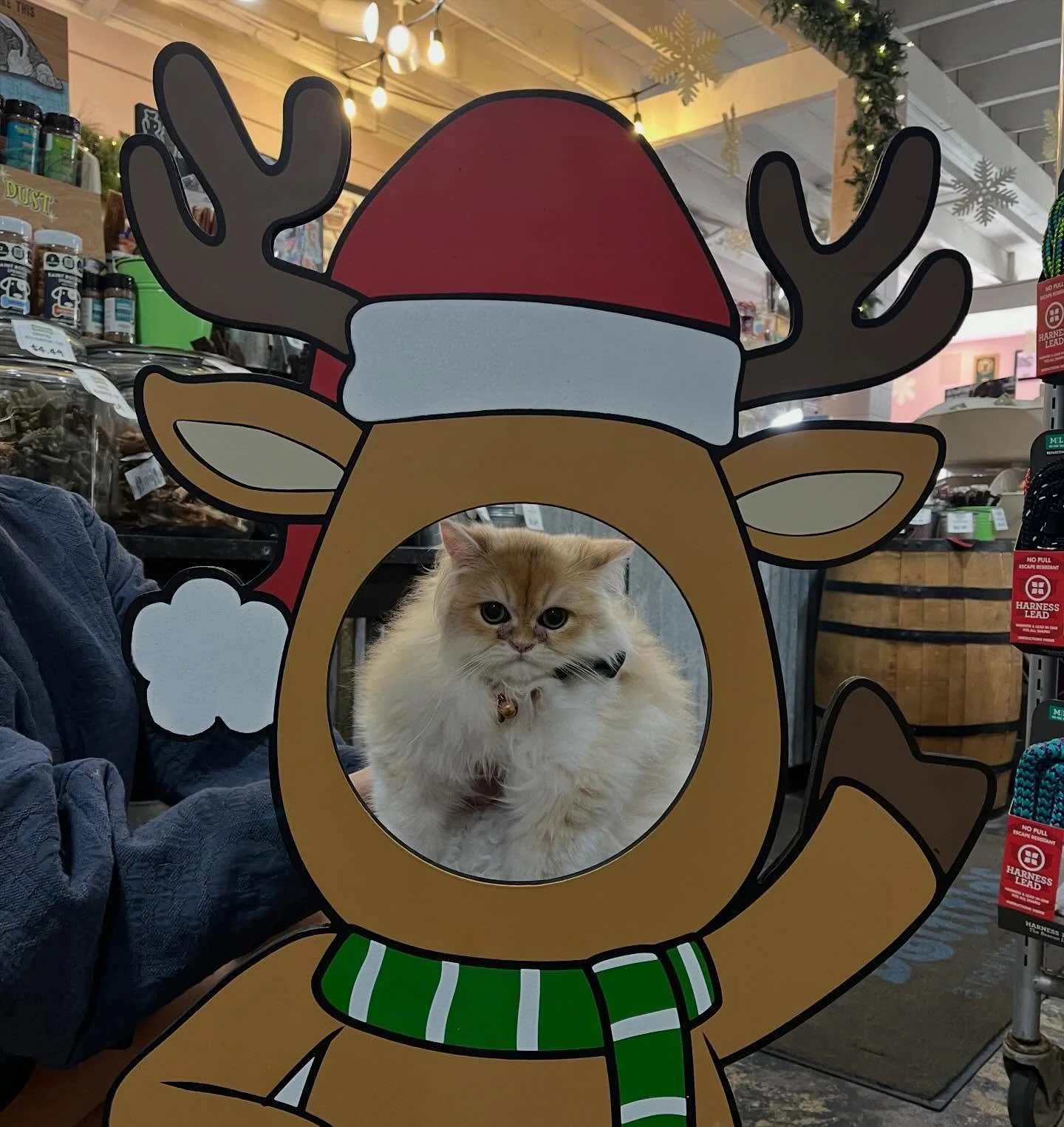 The holiday shenanigans continue! Mr Miso is not amused.