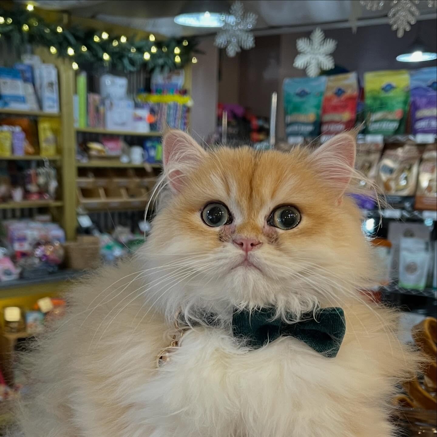 Where do you keep your best catnip? - Mr Miso