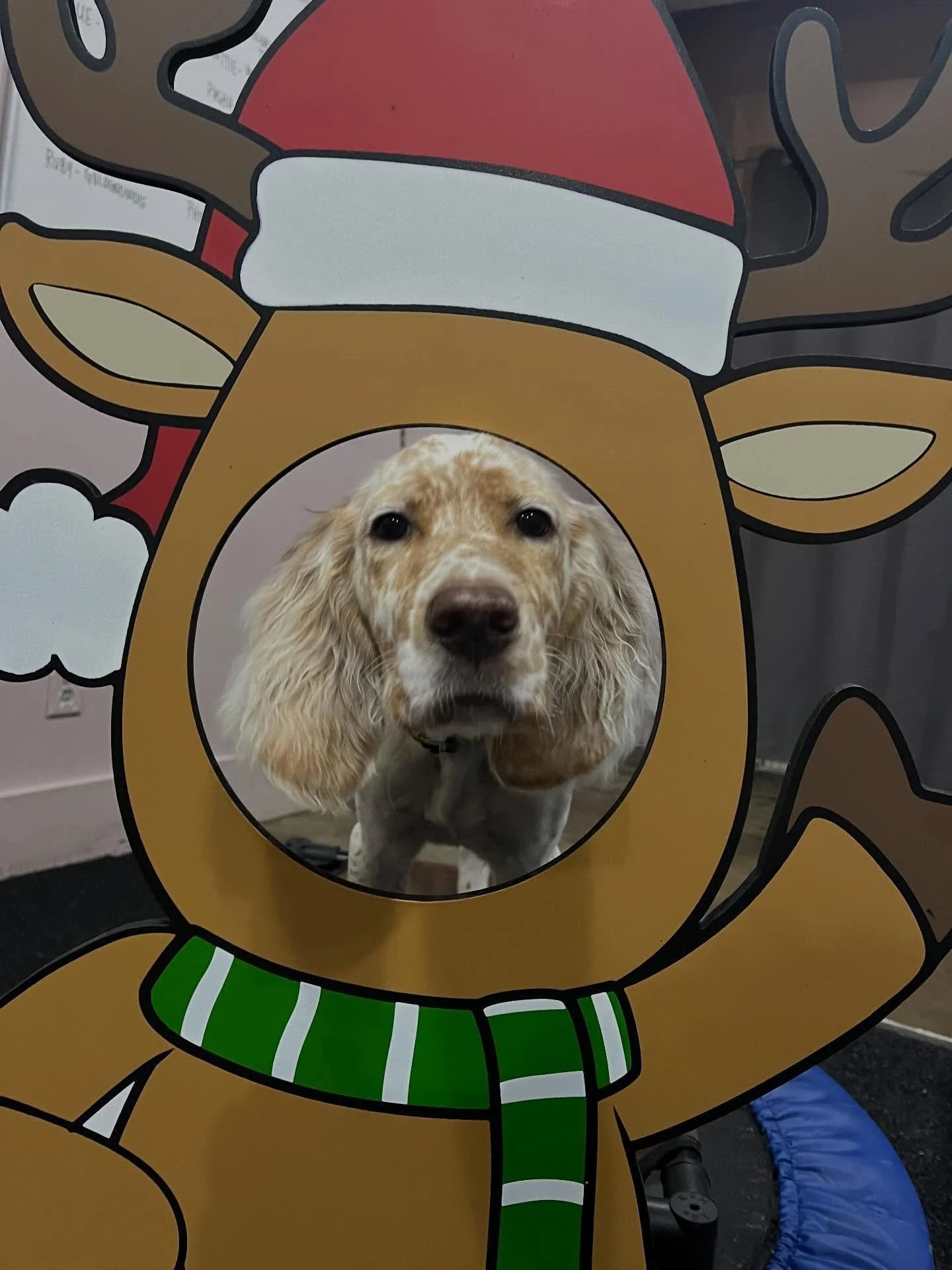 Puppy for Christmas? 🤫 Now is a good time to enroll them in our puppy socials. 11 weeks old is a prime time to start. Classes are open to enroll on line and fill up fast!