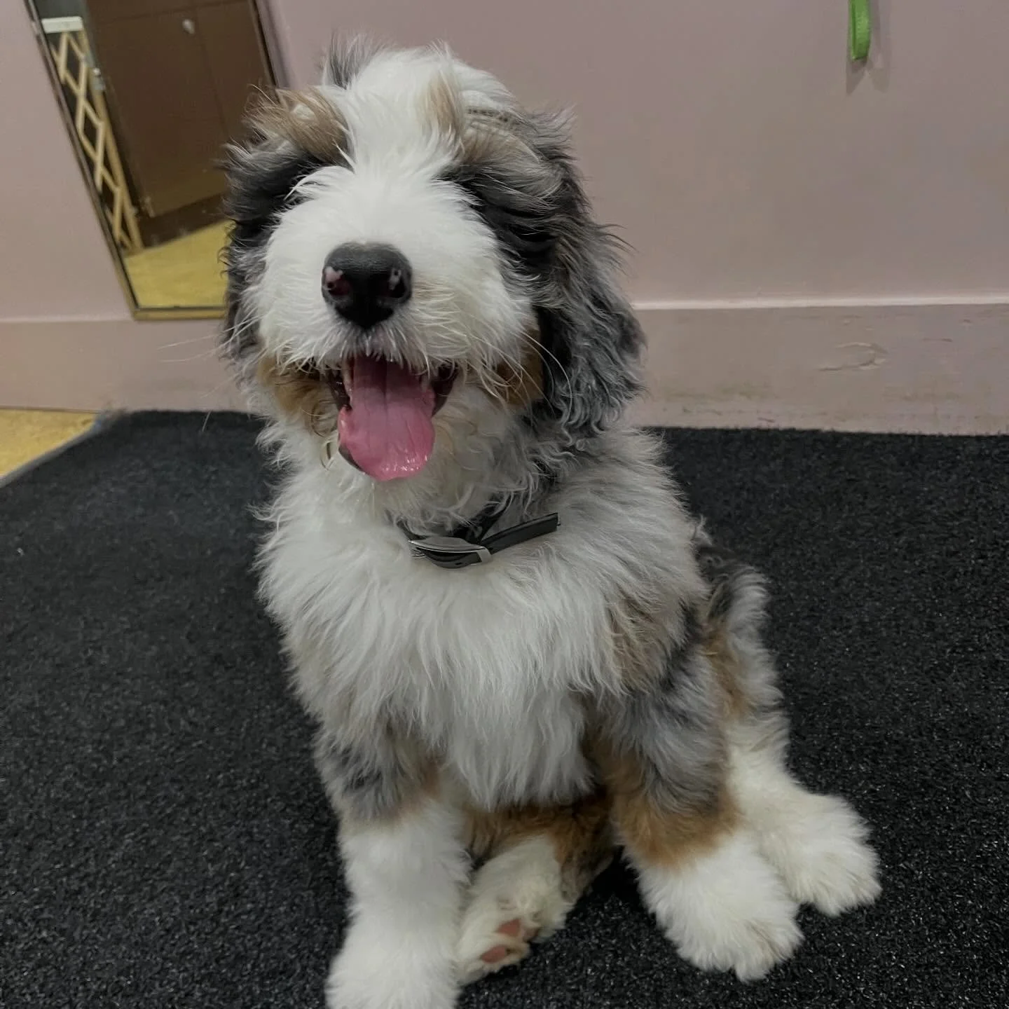 Our puppy socials are in full swing for 2026. Cash, for one, is happy to hear the news. Enroll now! Best suited for pups starting at 12 weeks of age - like Cash! 😳