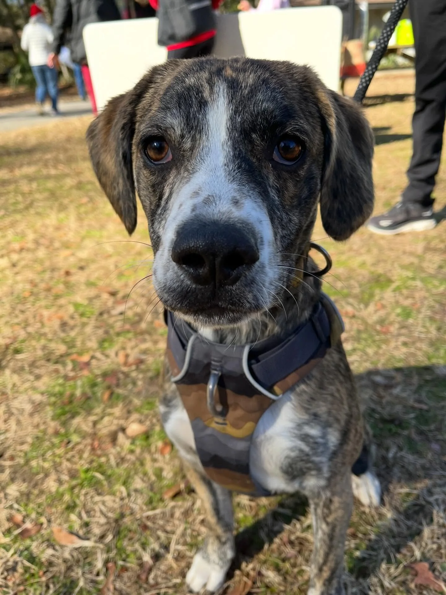 What a joyful morning full of happy puppy dogs! Over 100 doggos made the 3 mile trek around Palmetto Island County park! Thank you to everyone in making this a fun event. See you next year!
.
@blueskyendurance