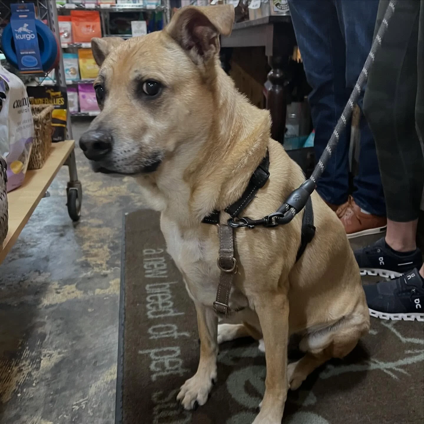 Join us in a Happy Birthday wish for Chancy. Just keep it low key, he&rsquo;s had a busy day already. 🥳