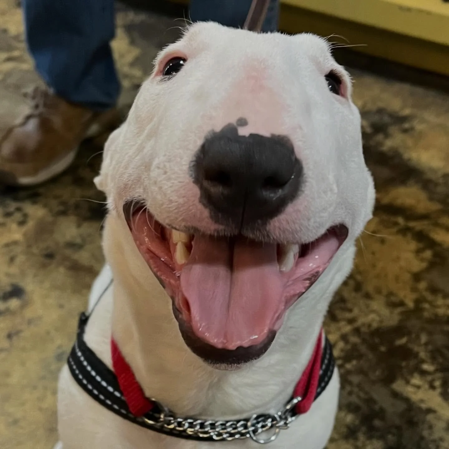 This is Cordelia. If you think she wants to lick your entire face then you would be correct.