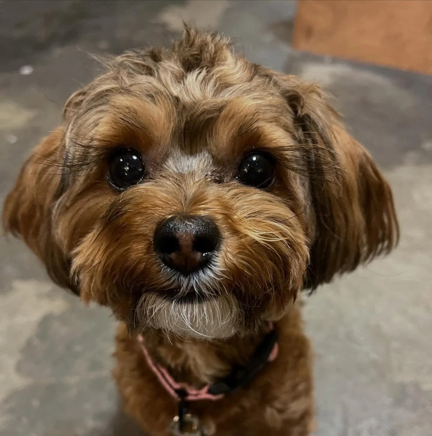 Here&rsquo;s your daily dose of cute. Say hey to Shayna. She&rsquo;s a big fan of our treats!