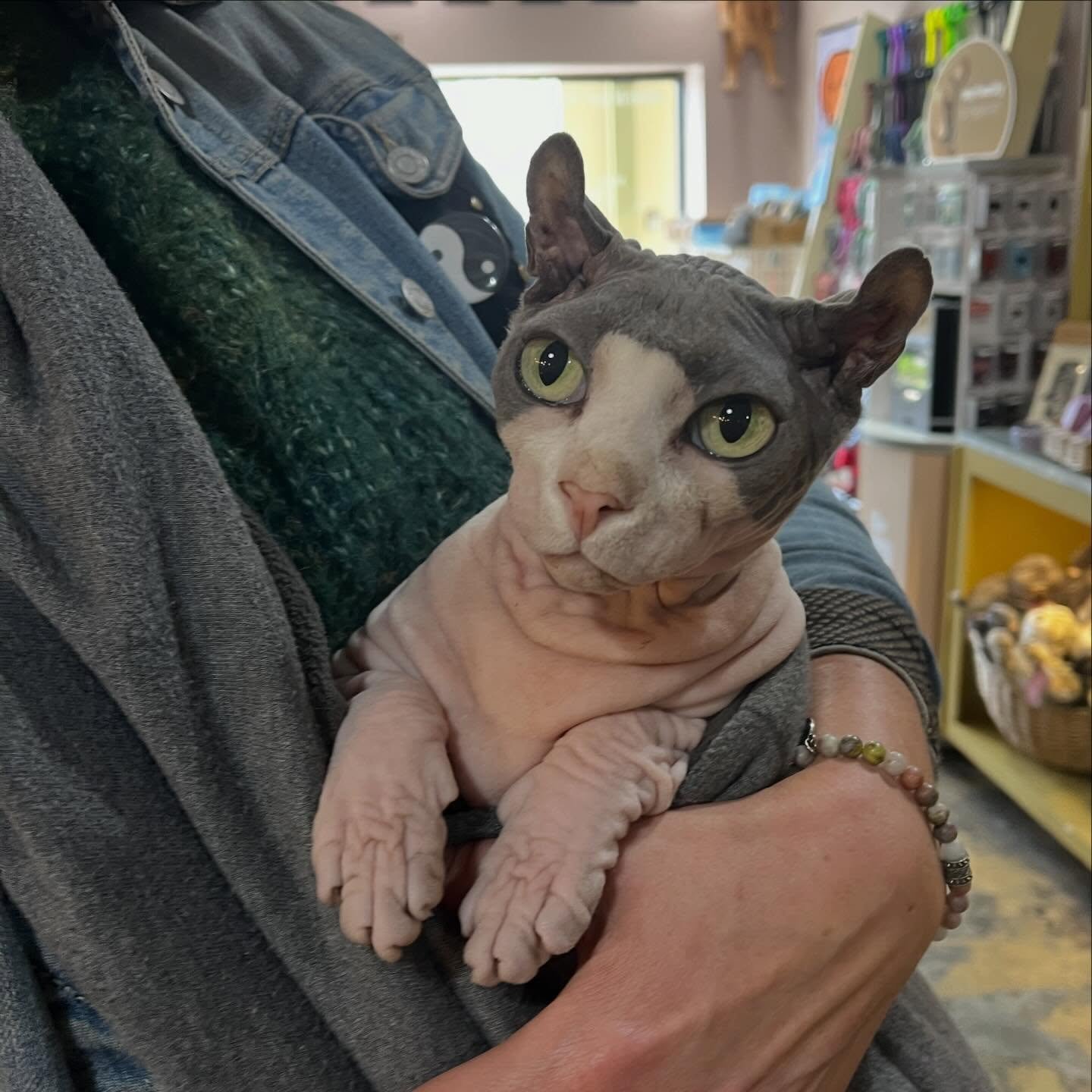 Here&rsquo;s a little reminder that cats are welcome at Dolittle&rsquo;s! This is Bisou the Sphinx.