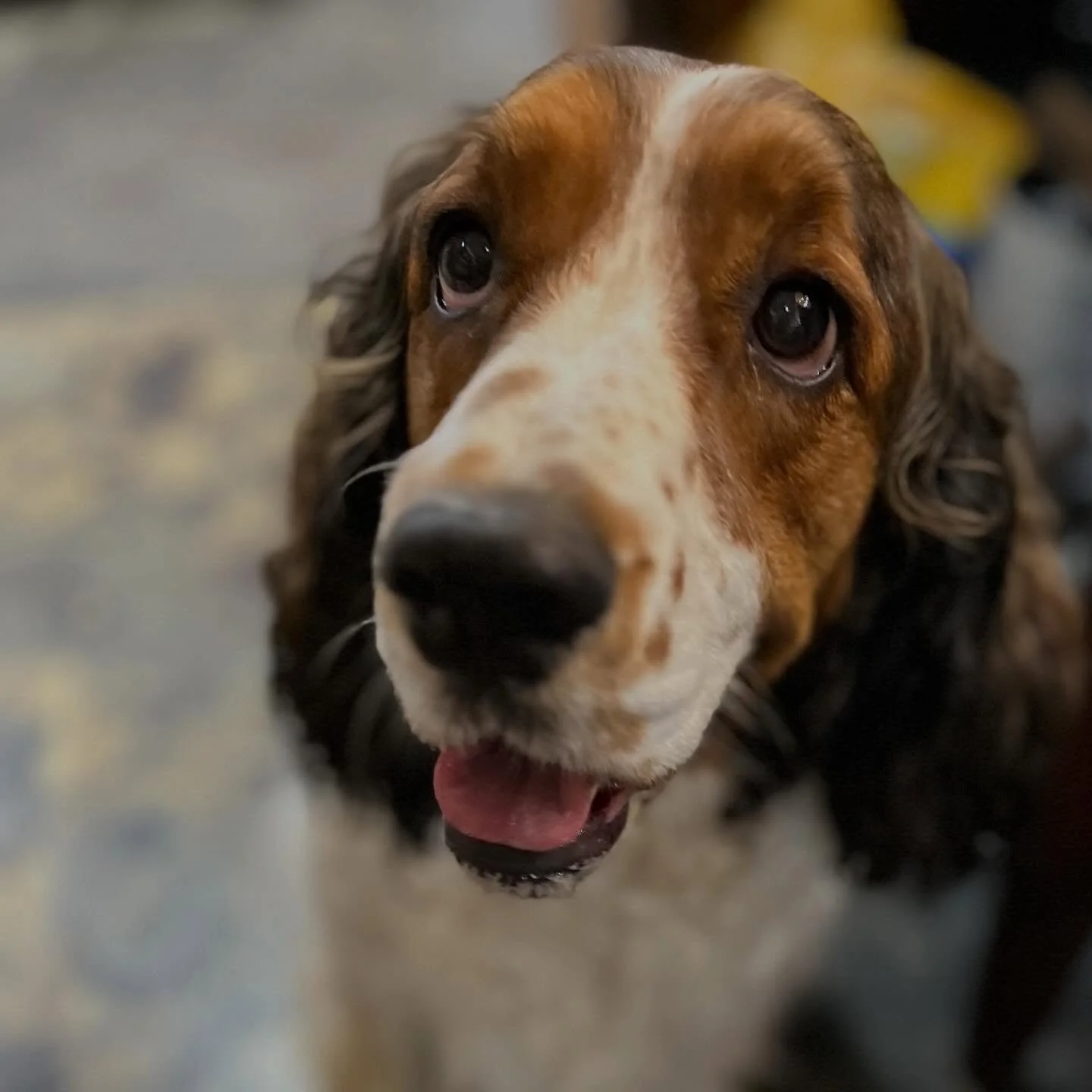 Sometimes their cuteness overwhelms us.