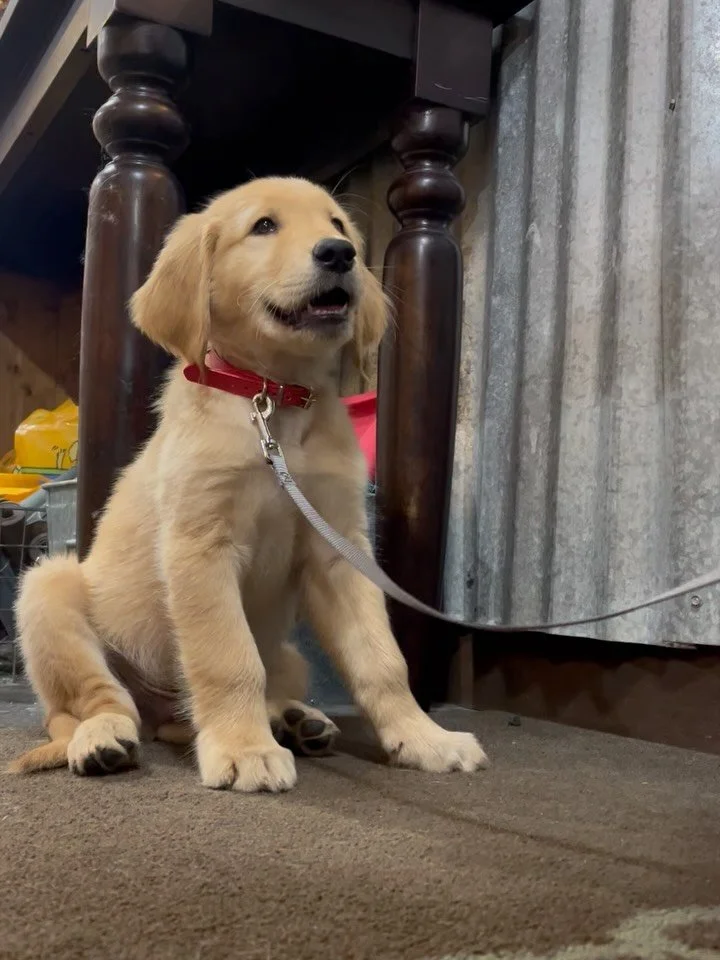 Stop everything! New puppy in the house!