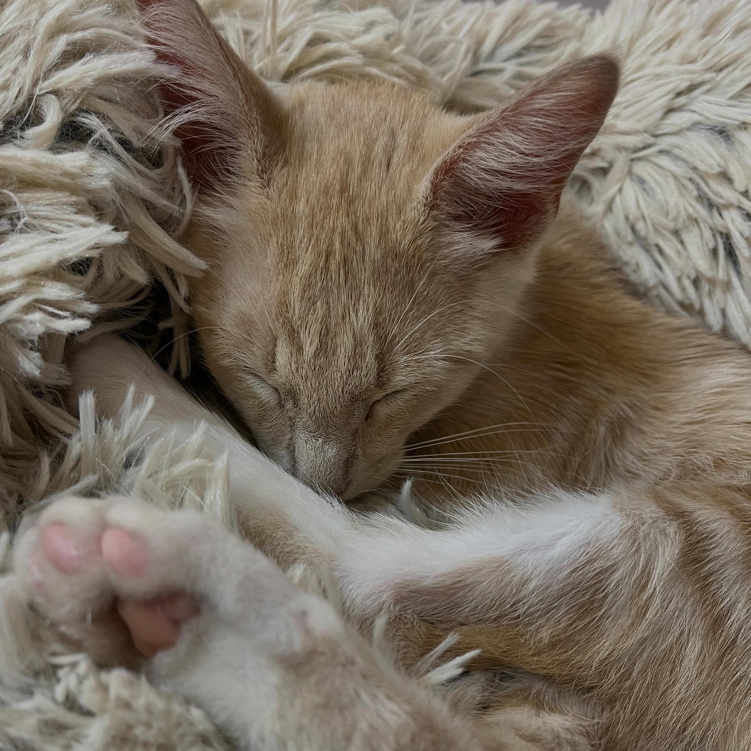 Fresh kittens now available. Three new cuties have come in from @charlestonanimalsociety. Please come adopt one or two or three.