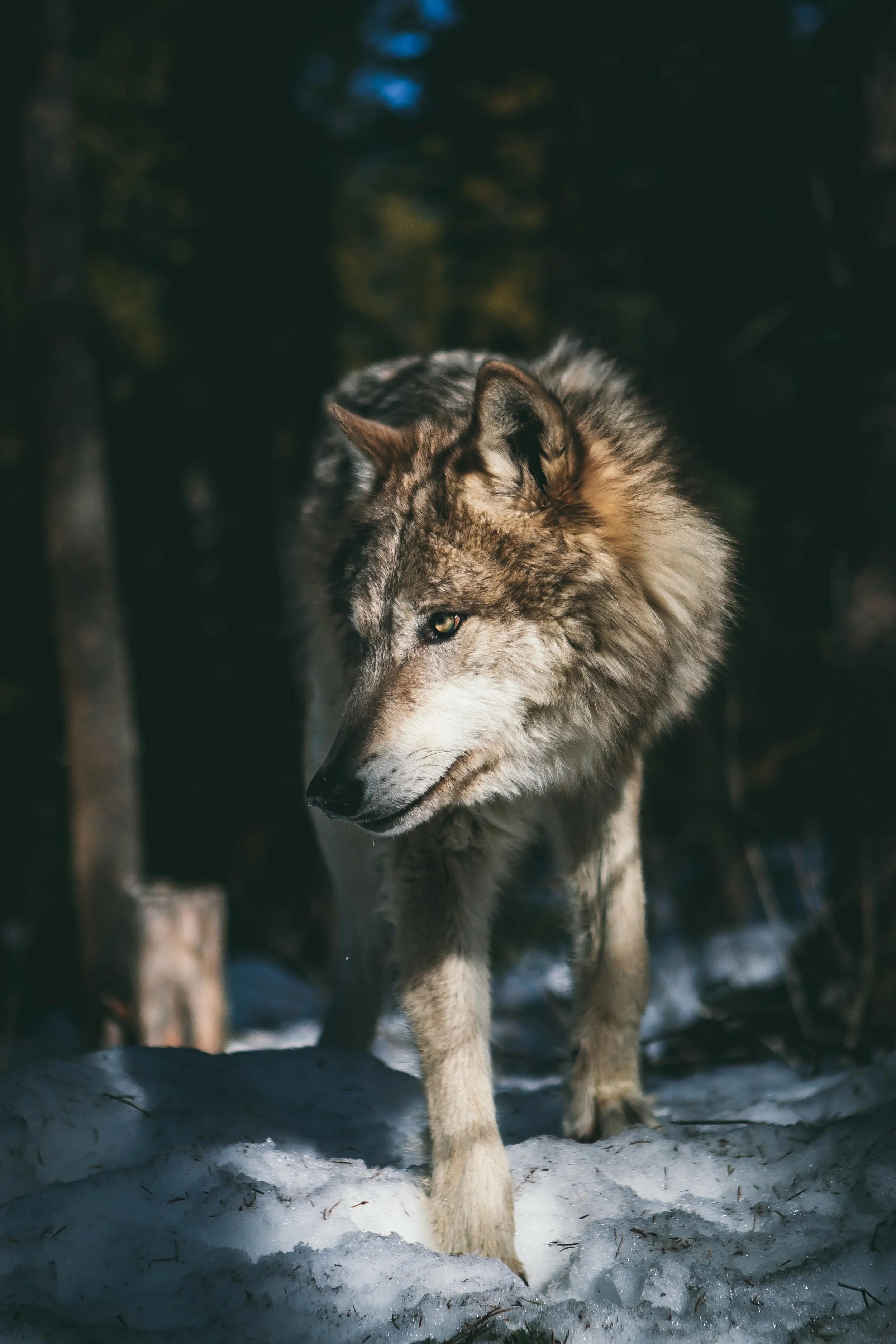 Forgiving the wolves
