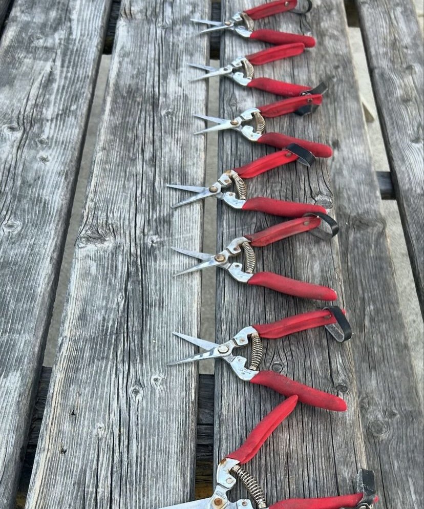 Jane Sandison - Resident Artist, February, 2025