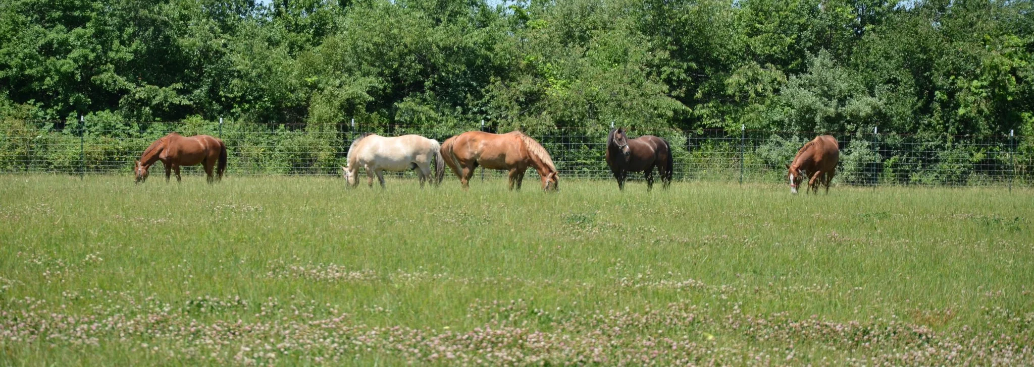 A panoramic photo of several horses grazing. The photo is severely cropped..jpg