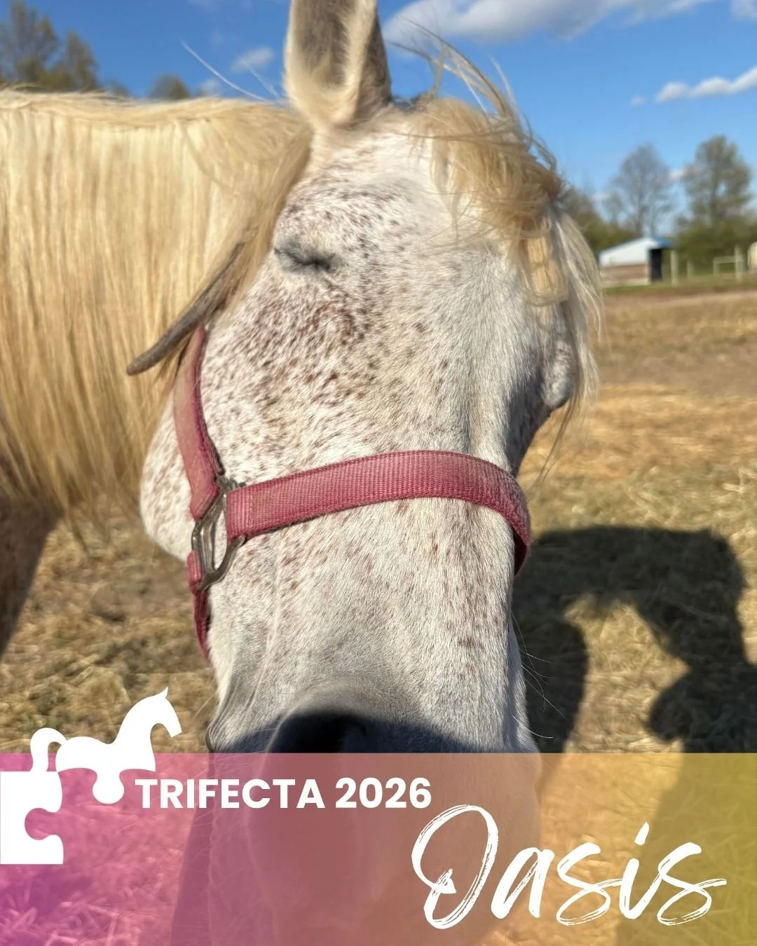 Trifecta Oasis post graphic.jpg