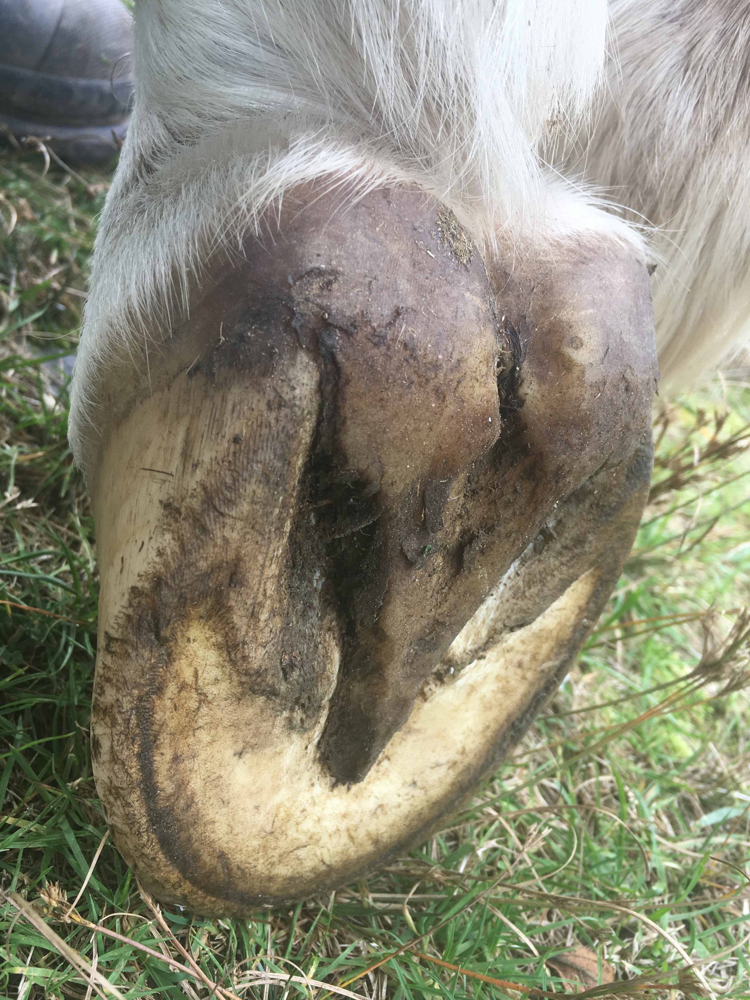 Hoof, Body &amp; Soul, Part III: Mission Impossible, unedited, by Gudrun Buchhofer. Blog 2; case #2 