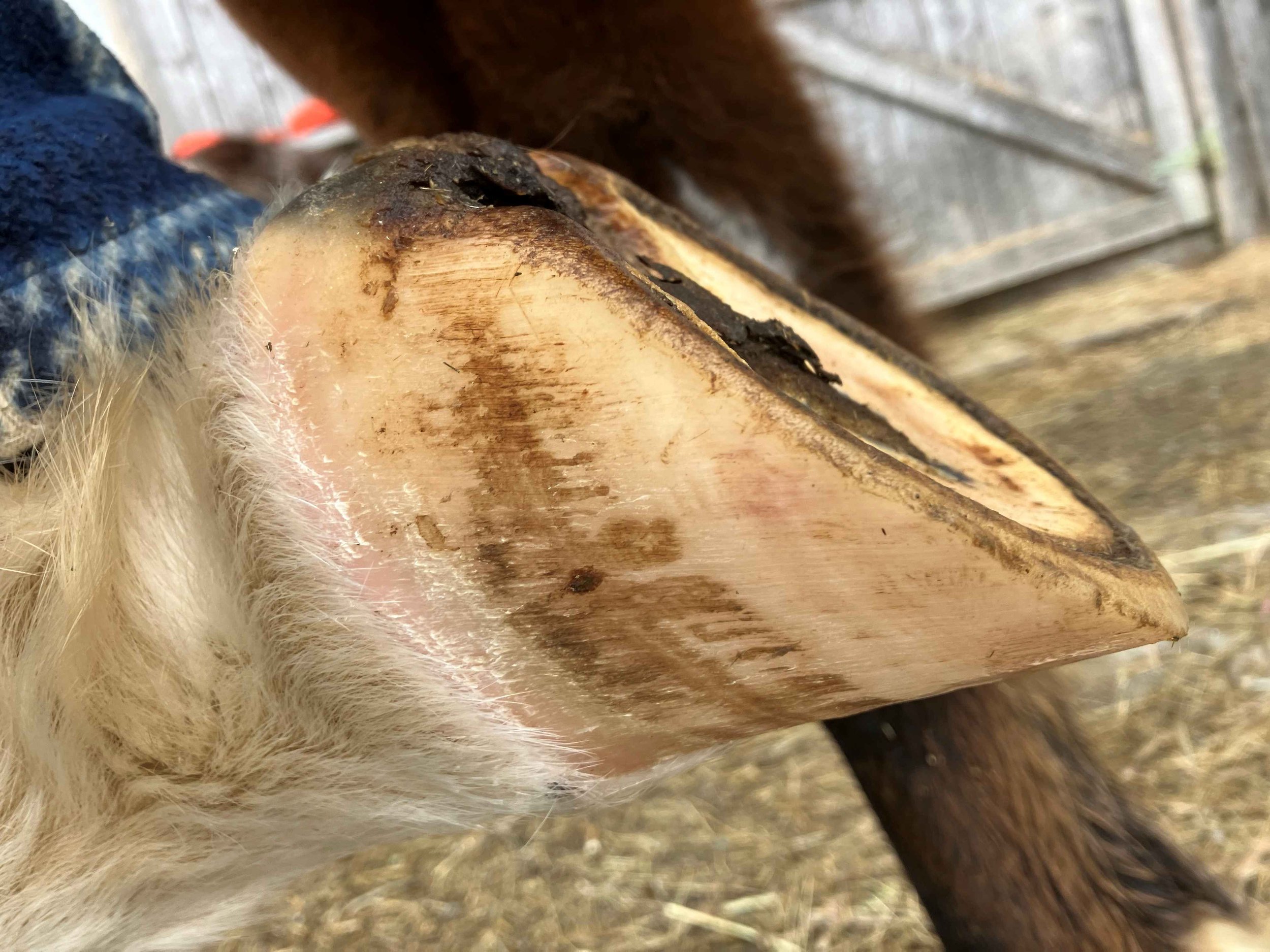 Hoof, Body &amp; Soul, Part III: Mission Impossible, unedited, by Gudrun Buchhofer. Blog 3, case #3