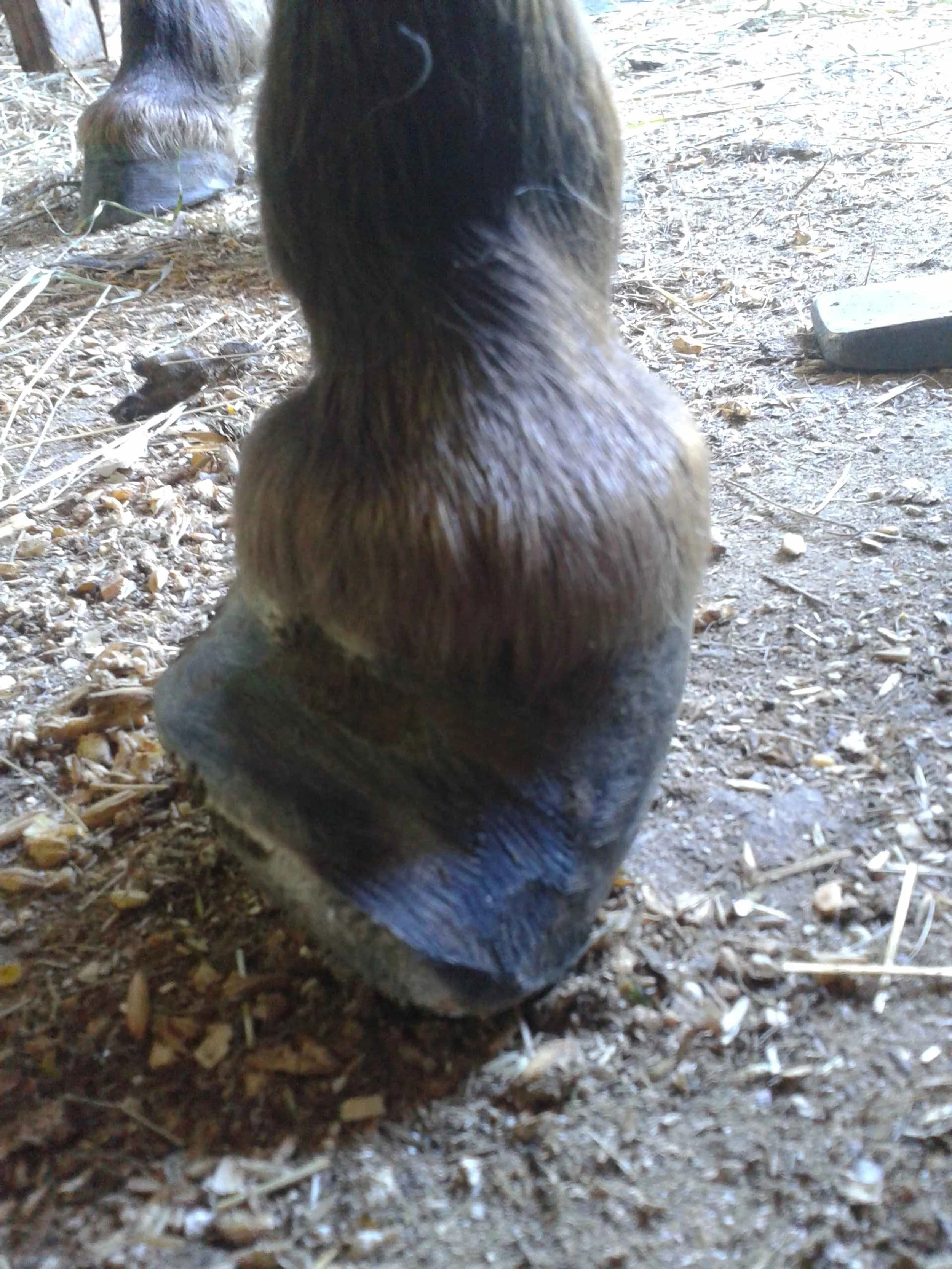 Hoof, Body &amp; Soul, Part III: Mission Impossible, unedited, by Gudrun Buchhofer. Blog 6, case #6