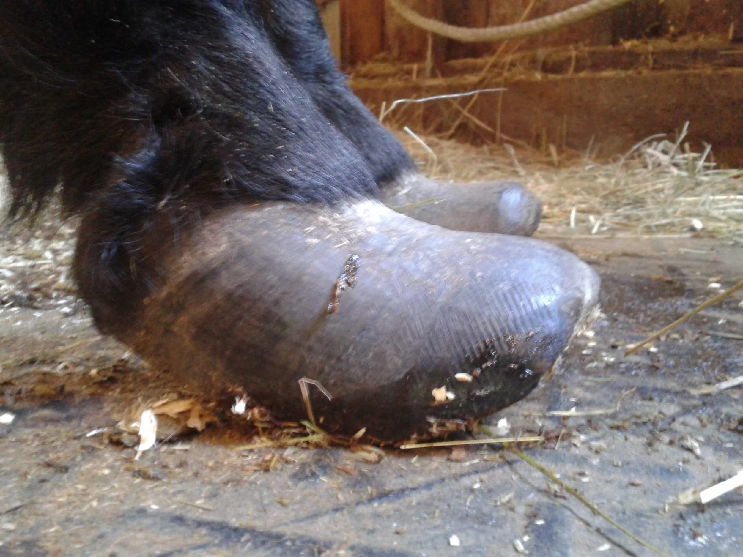 Hoof, Body &amp; Soul, Part III: Mission Impossible, unedited, by Gudrun Buchhofer. Blog 7, case #7