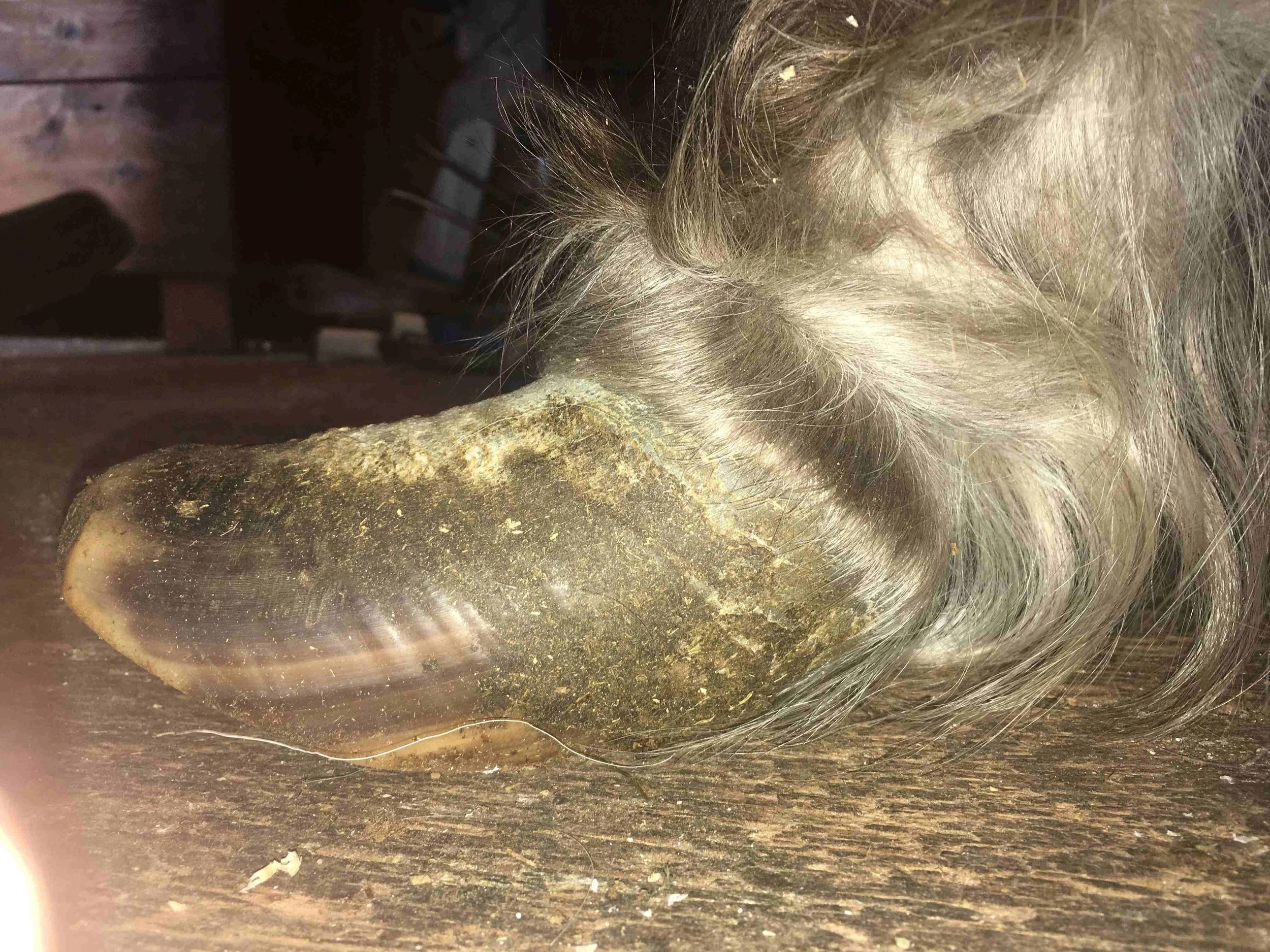 Hoof, Body &amp; Soul, Part III: Mission Impossible, unedited, by Gudrun Buchhofer. Blog 8, case #8