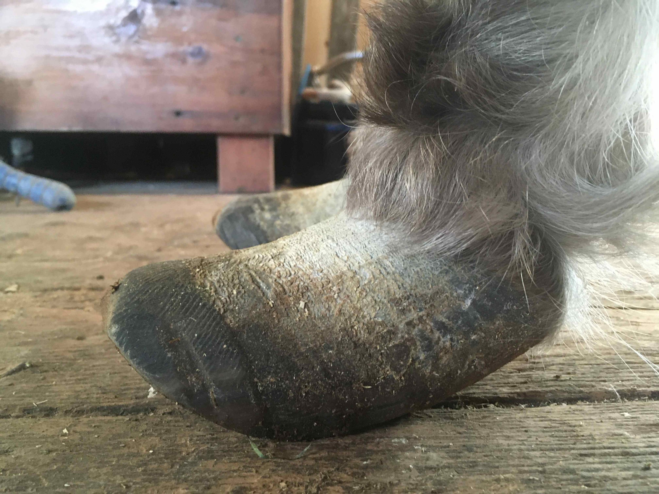 Hoof, Body &amp; Soul, Part III: Mission Impossible, unedited, by Gudrun Buchhofer. Blog 9, case #9