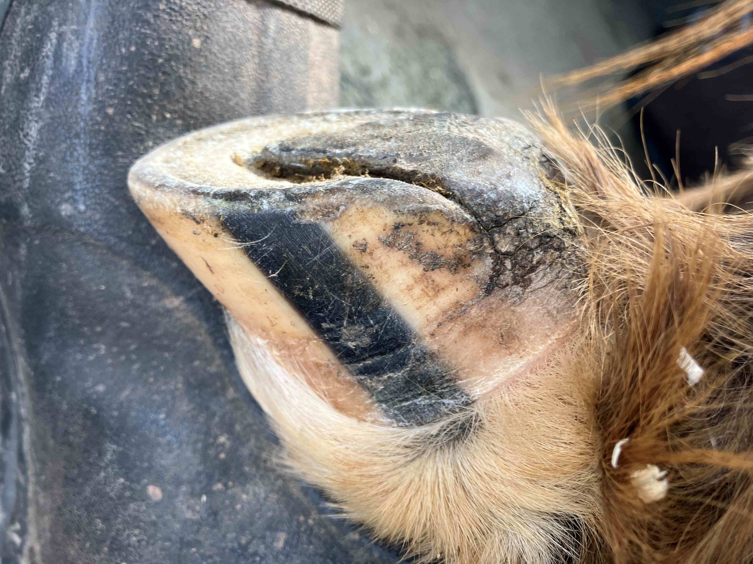 Hoof, Body &amp; Soul, Part III: Mission Impossible, unedited, by Gudrun Buchhofer. Blog 10, case #10