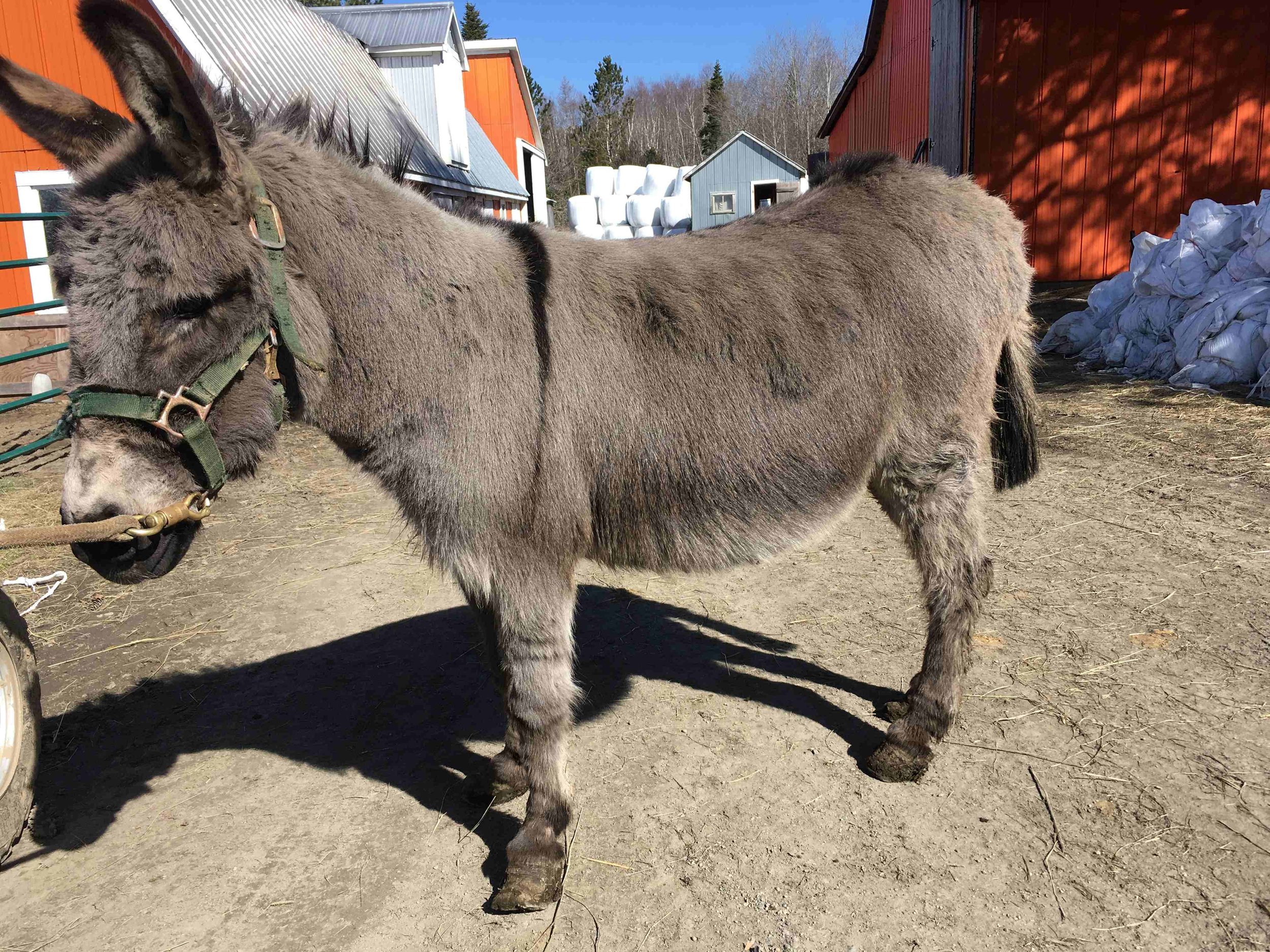 Hoof, Body &amp; Soul, Part III: Mission Impossible, unedited, by Gudrun Buchhofer. Blog 11, case #11