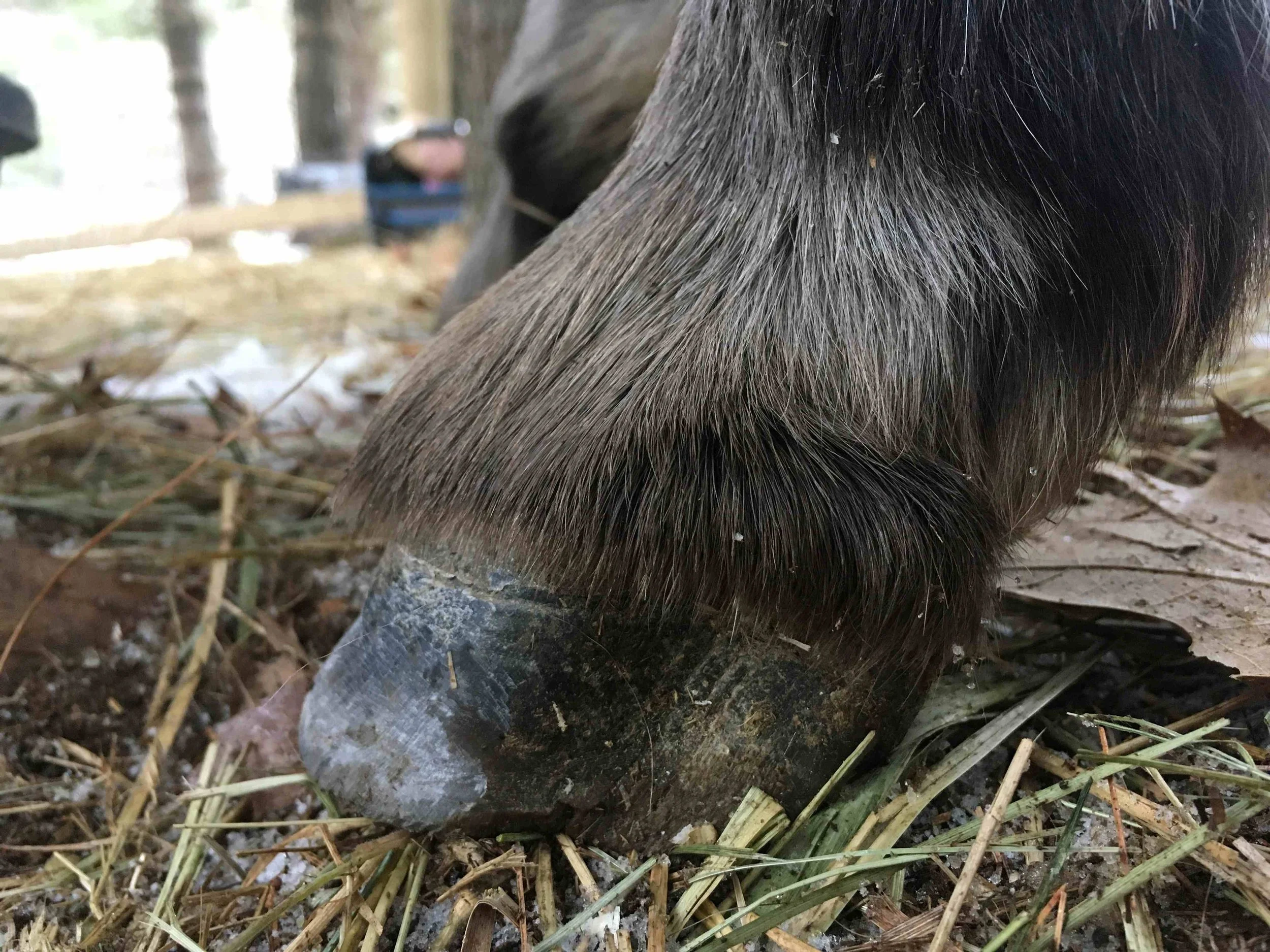 Hoof, Body &amp; Soul, Part III: Mission Impossible, unedited, by Gudrun Buchhofer. Blog 12, case #12