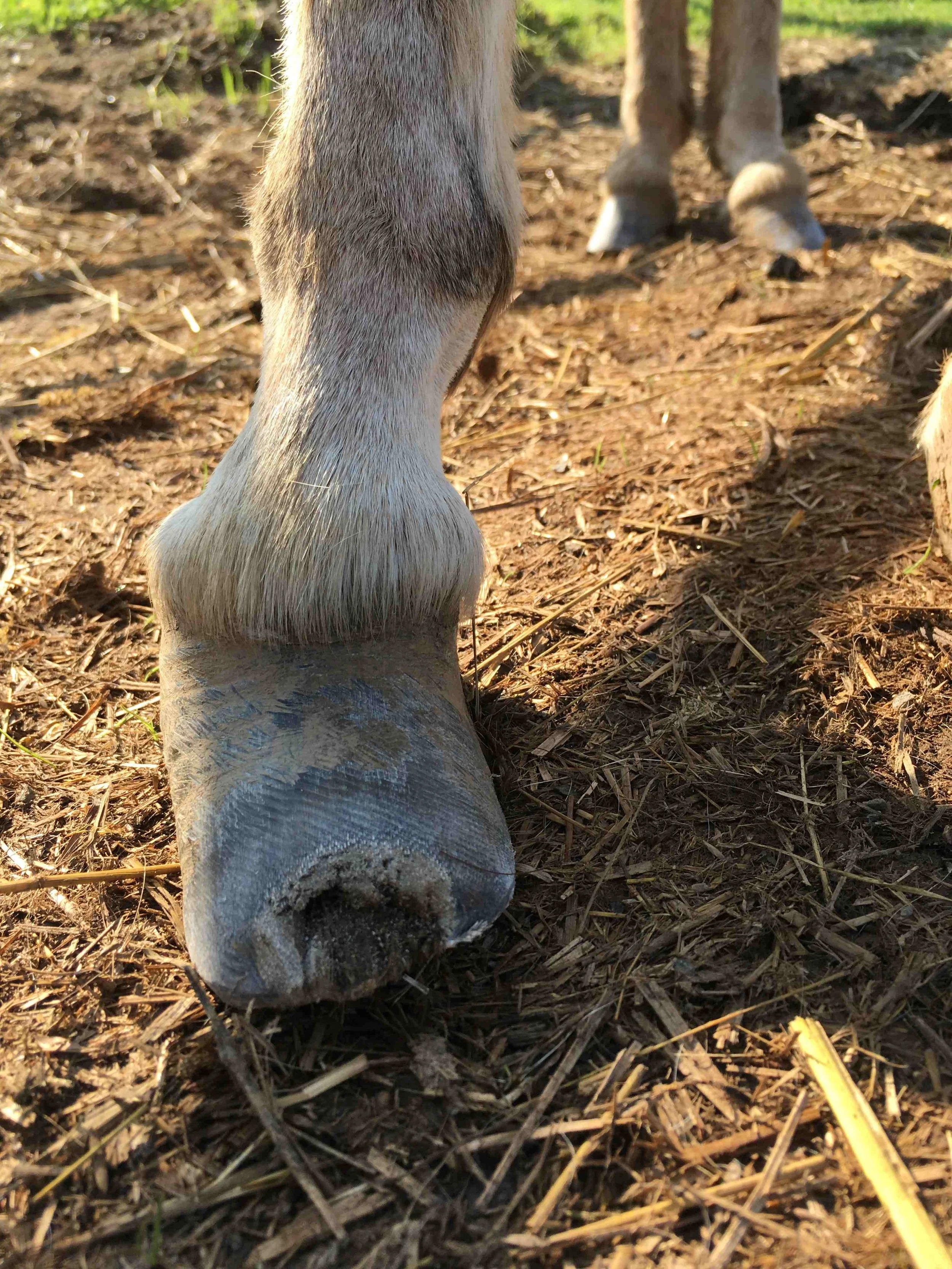 Hoof, Body &amp; Soul, Part III: Mission Impossible, unedited, by Gudrun Buchhofer. Blog 13, case #13