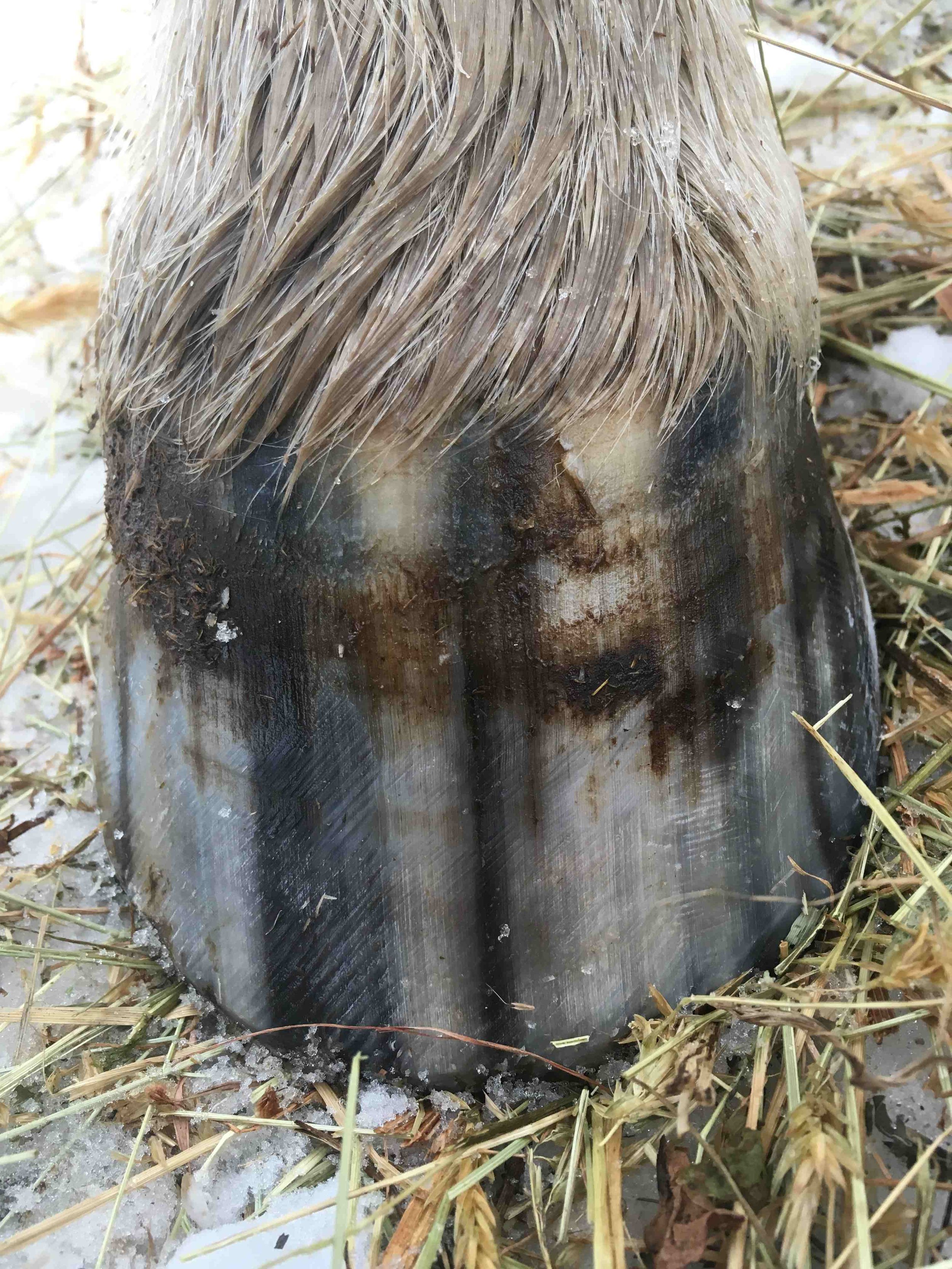 Hoof, Body &amp; Soul, Part III: Mission Impossible, unedited, by Gudrun Buchhofer. Blog 14, case #14