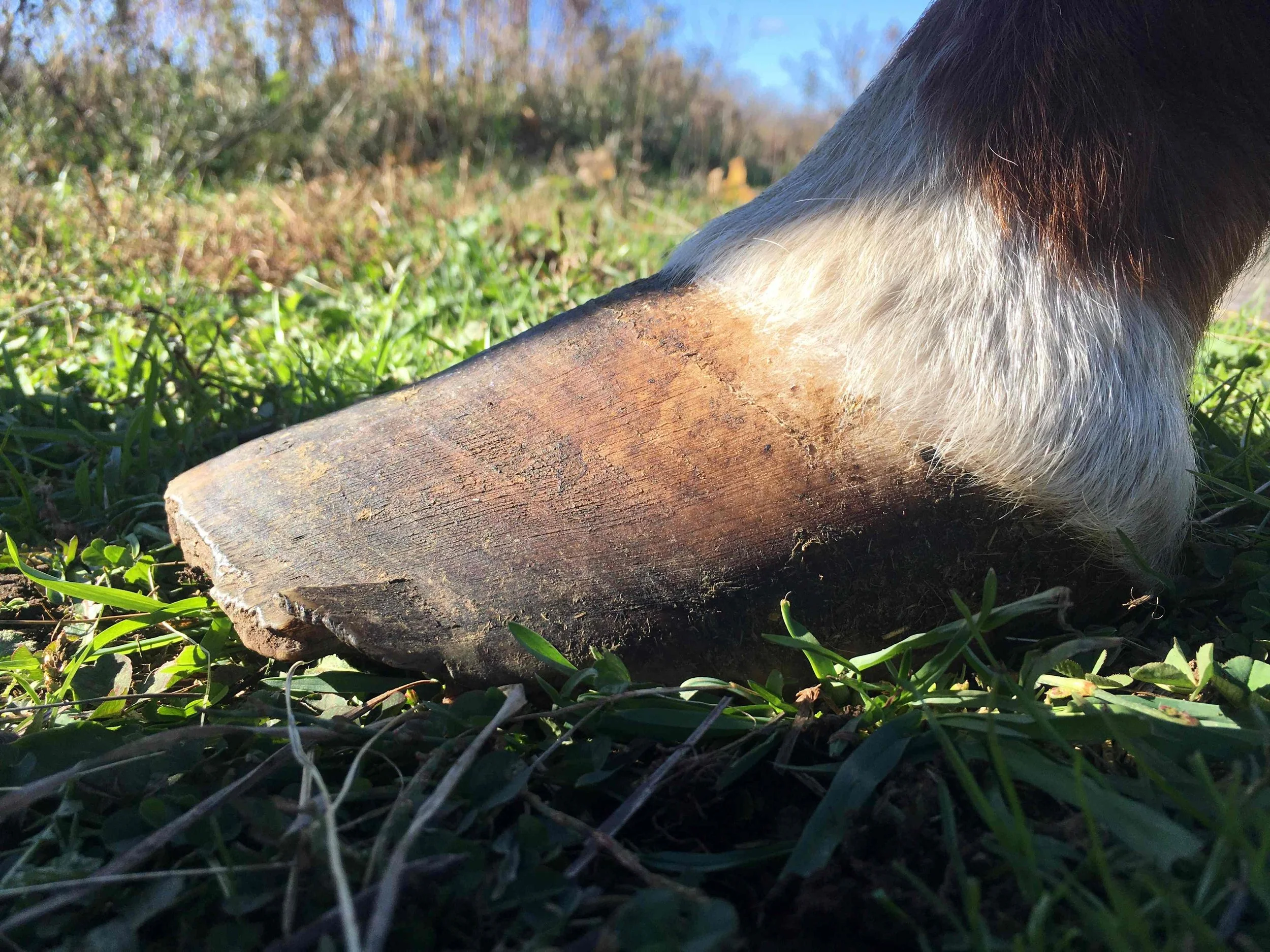 Hoof, Body &amp; Soul, Part III: Mission Impossible, unedited, by Gudrun Buchhofer. Blog 15, case #15