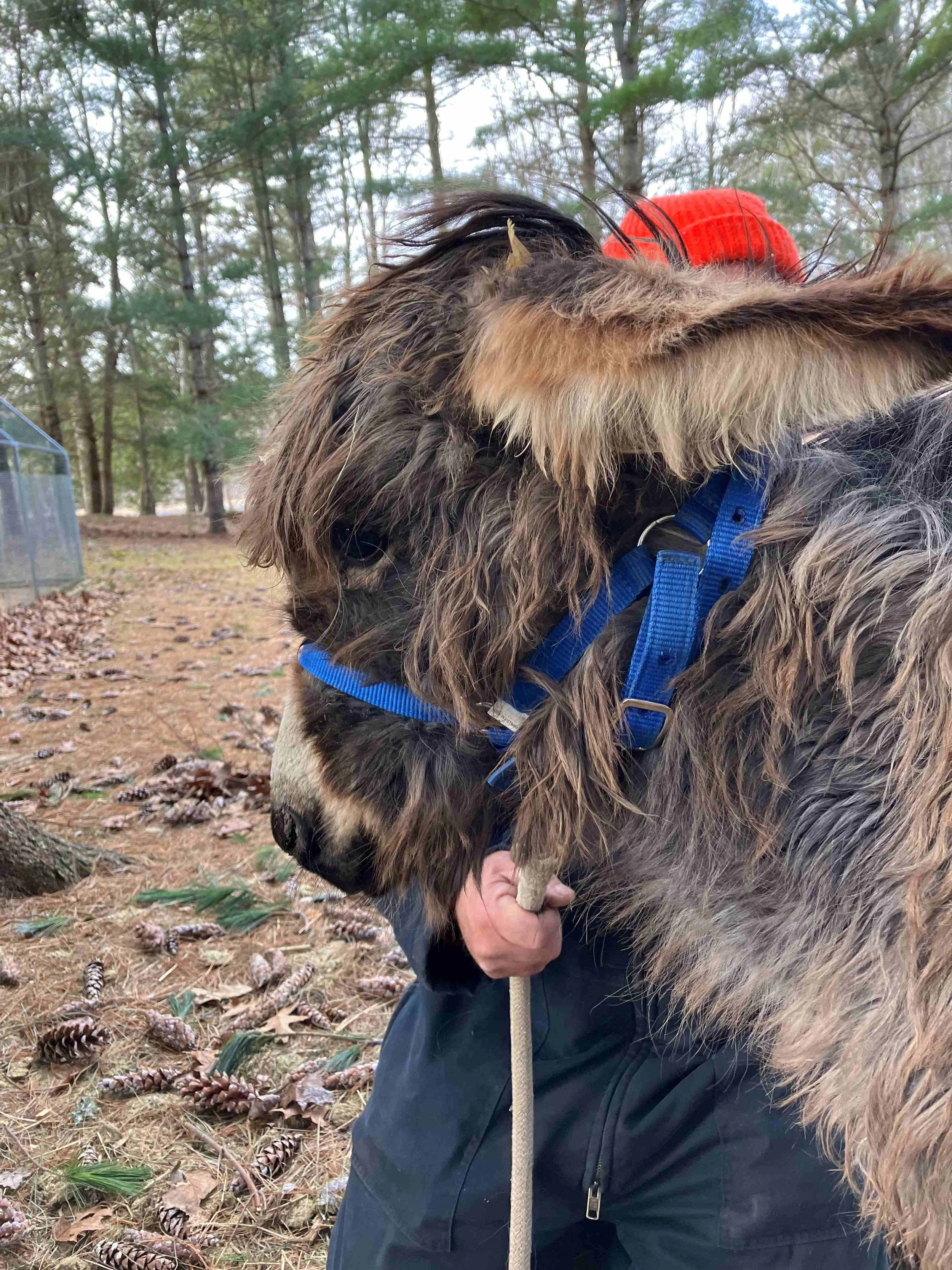 Hoof, Body &amp; Soul, Part III: Mission Impossible, unedited, by Gudrun Buchhofer. Blog 16, case #16